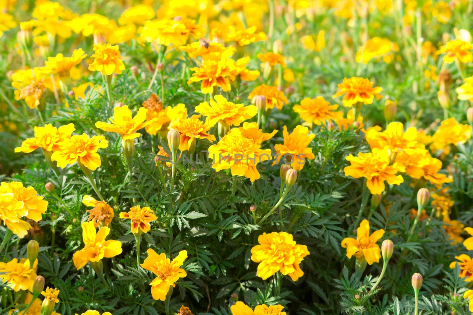 Field of yellow flowers. A background