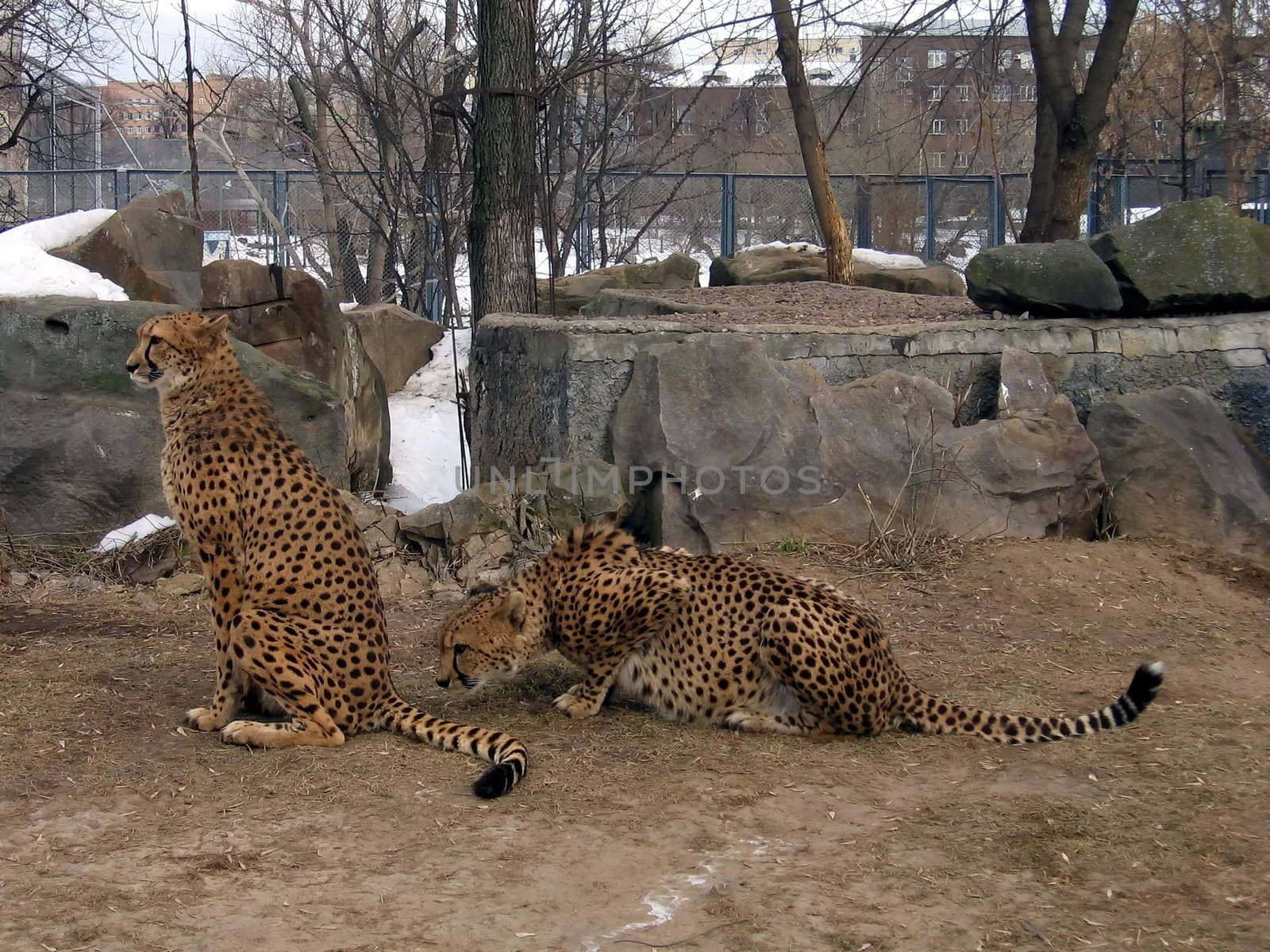 Two motley cheetahs in Moscow zoo at spring