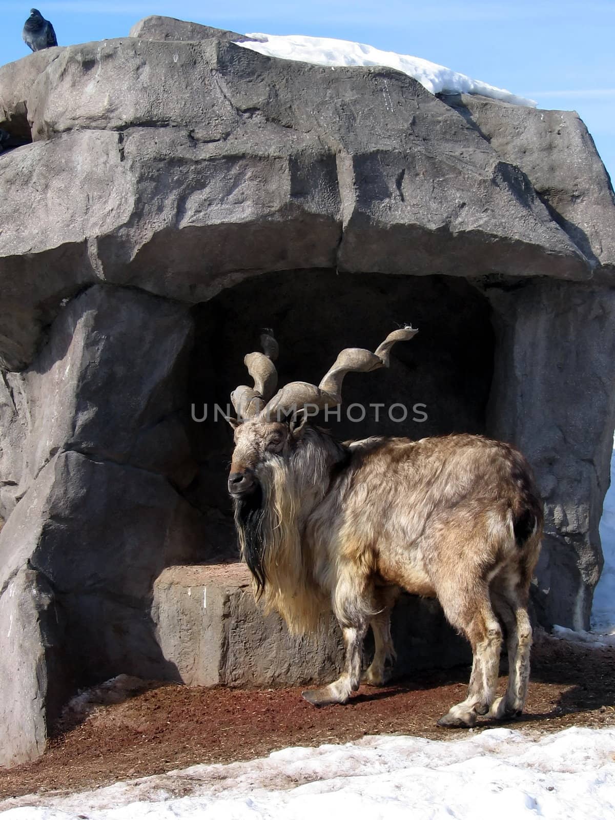 Beautiful goat on a background of stone wall