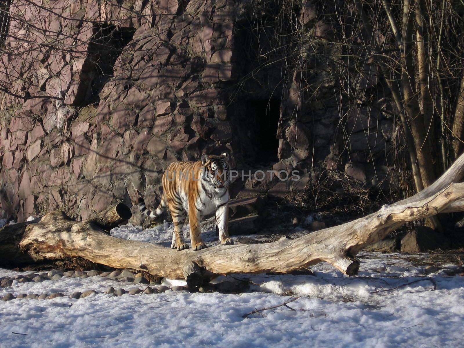 Beautiful tiger on snow in Moscow zoo
