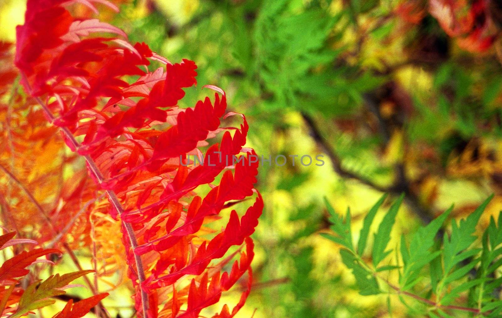 Brightly colored ferns in close-up