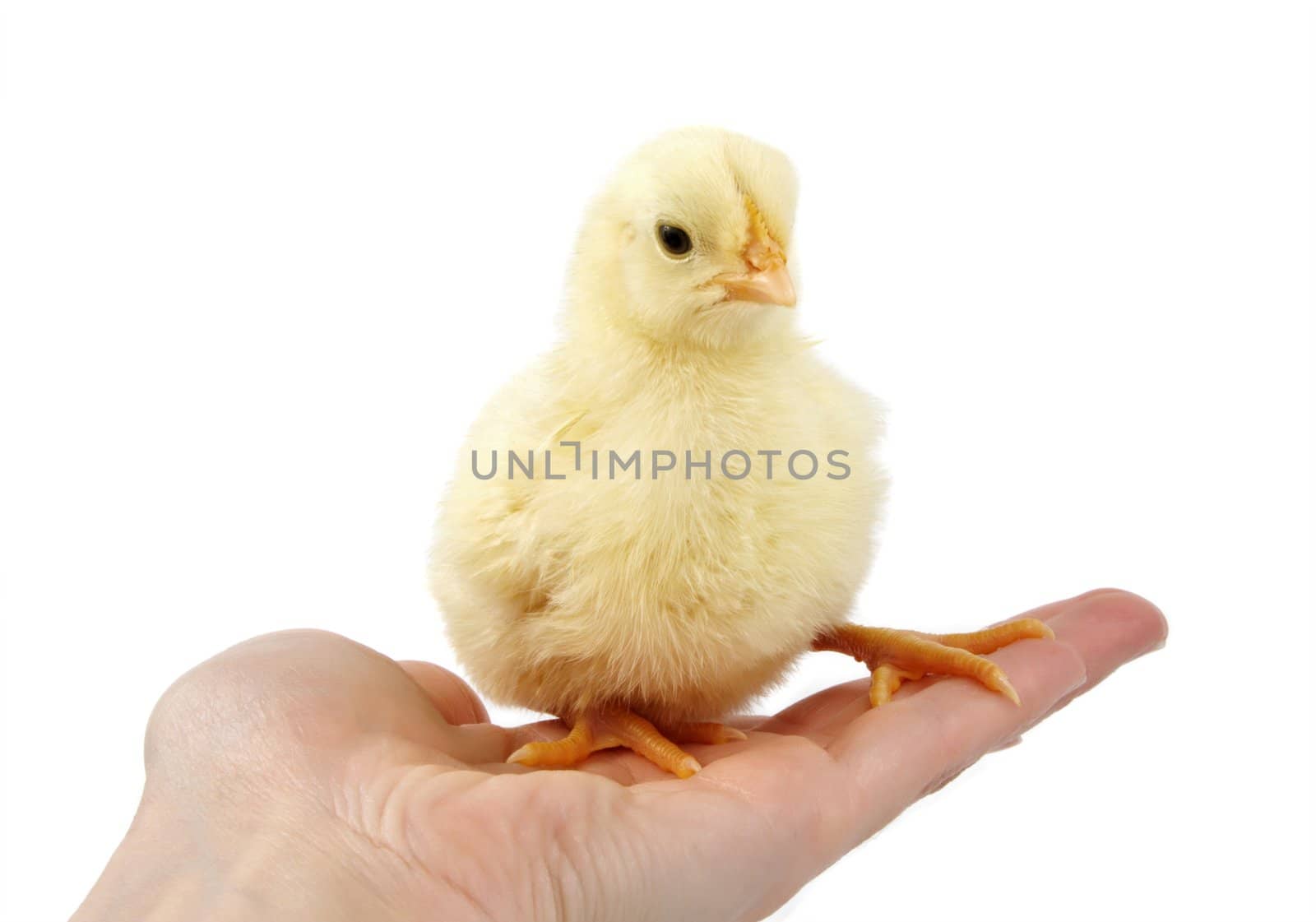 hand holding a chick, isolated on white