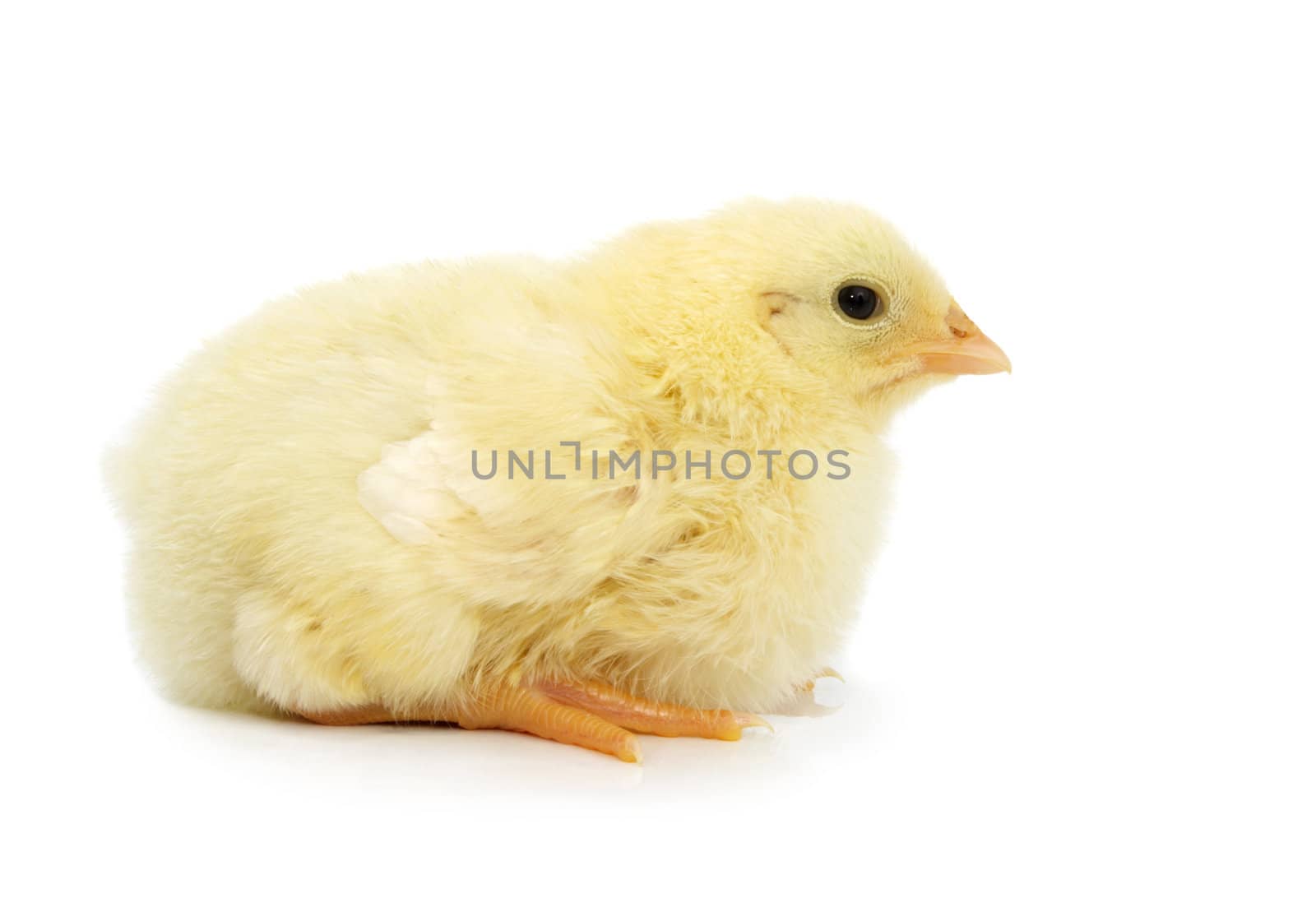 little yellow chick isolated on white