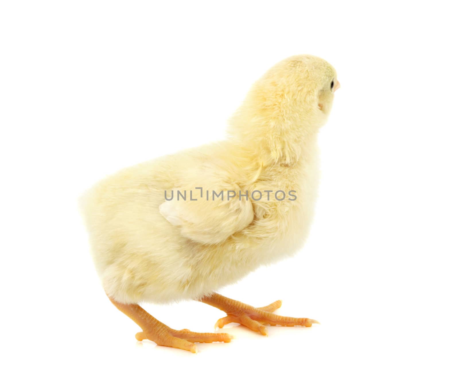 cute yellow chick isolated on white