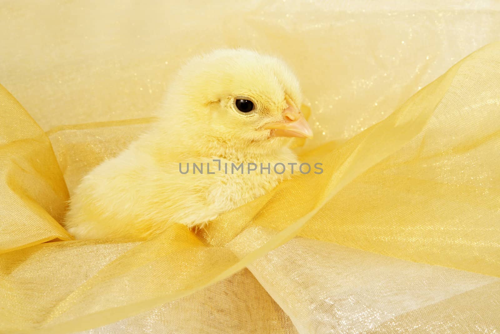 little yellow chick on bright gold fabric