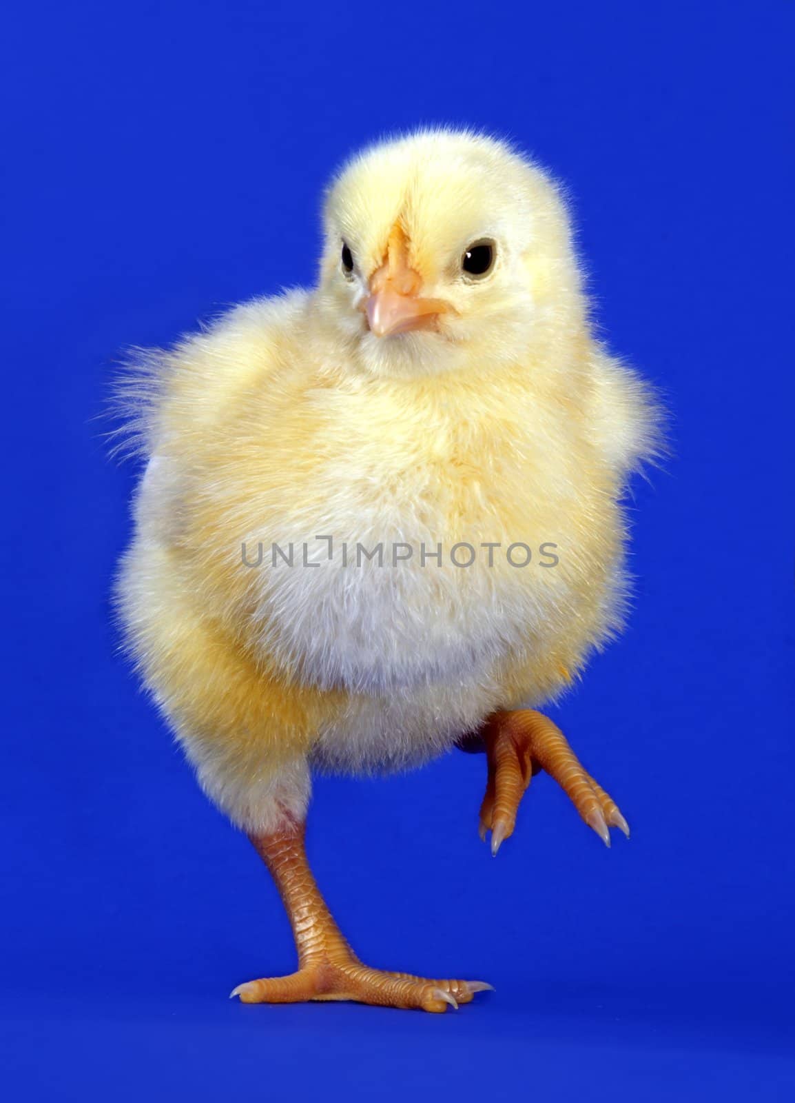 little yellow chick on blue background