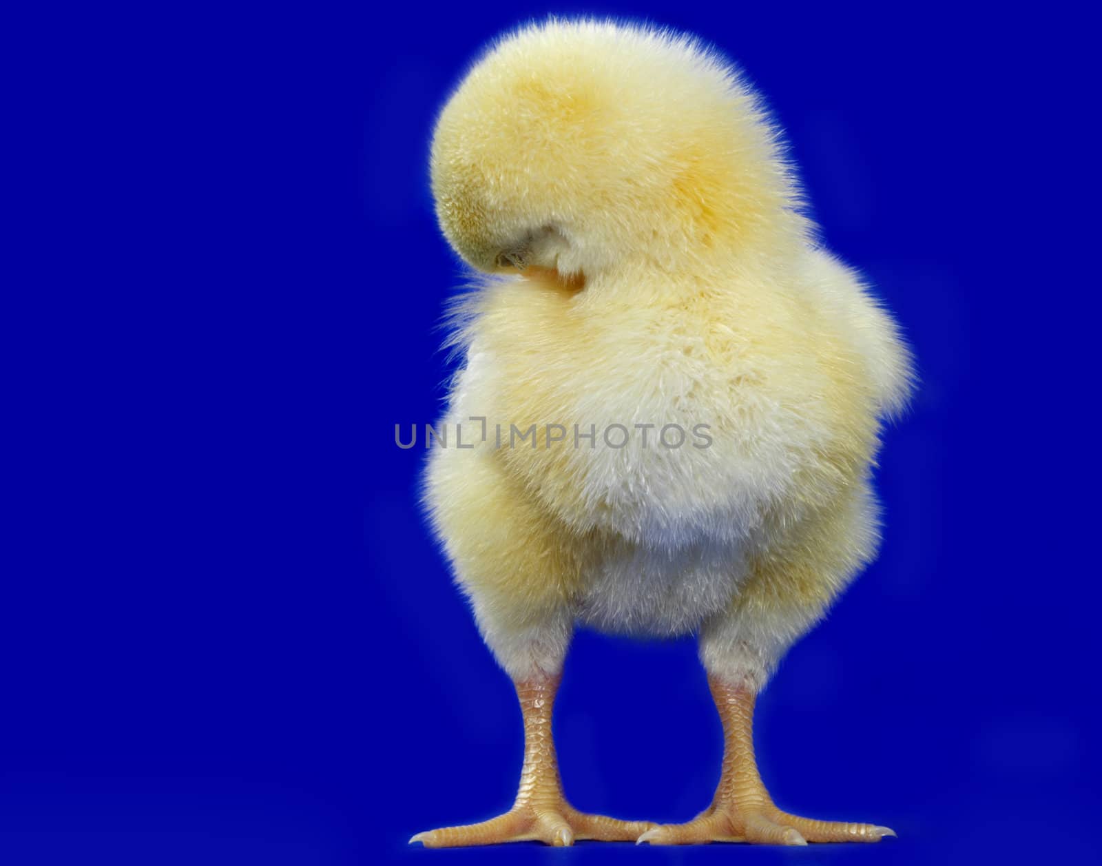 little yellow chick, blue background