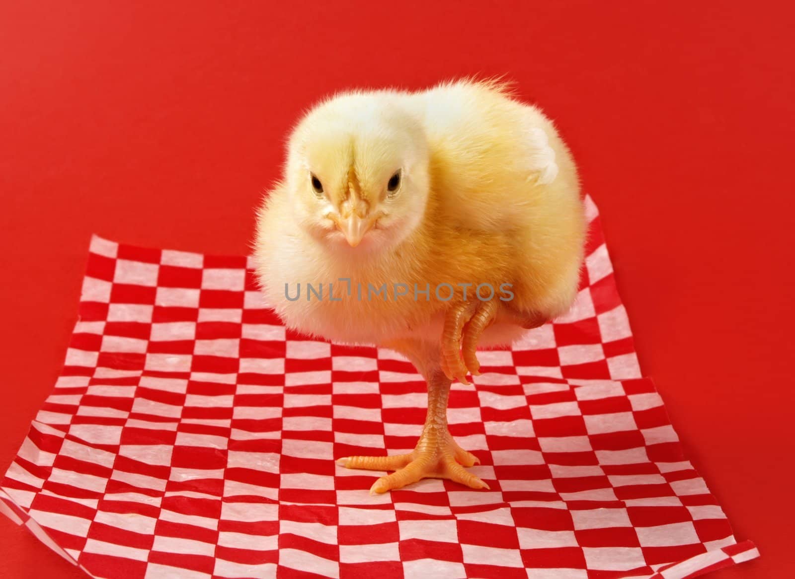 little yellow chick on food wrapping papier
