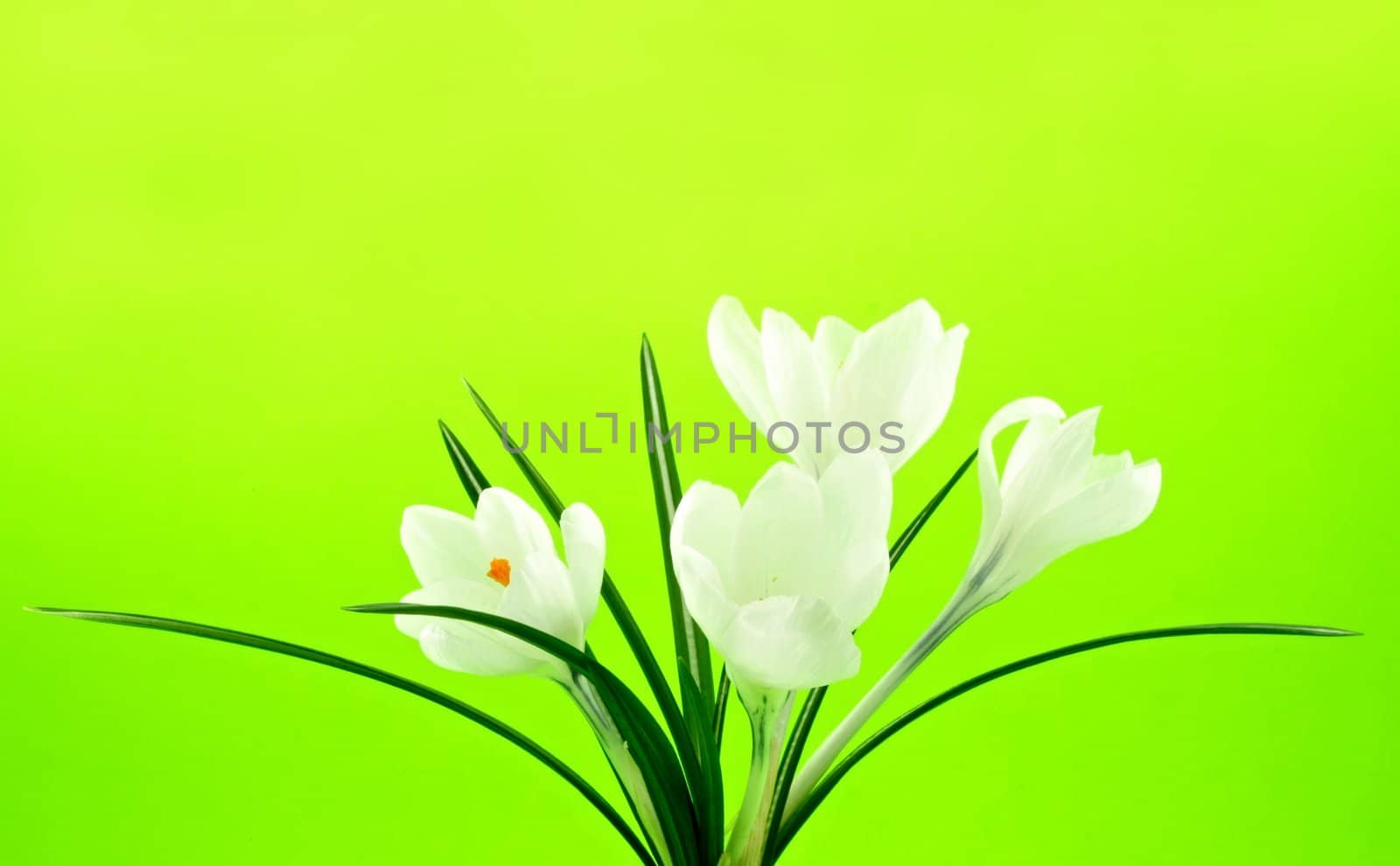 white crocus flower on green background