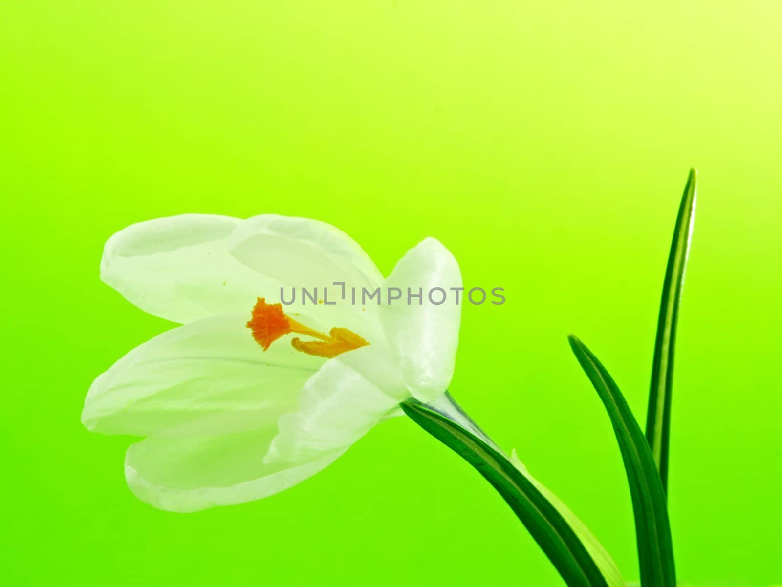 white crocus flower by lanalanglois