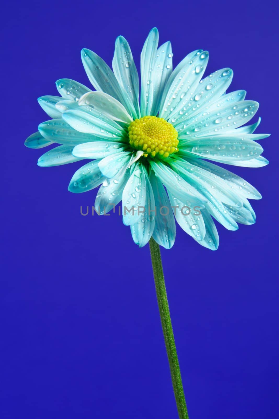 daisy with waterdrops, on blue background