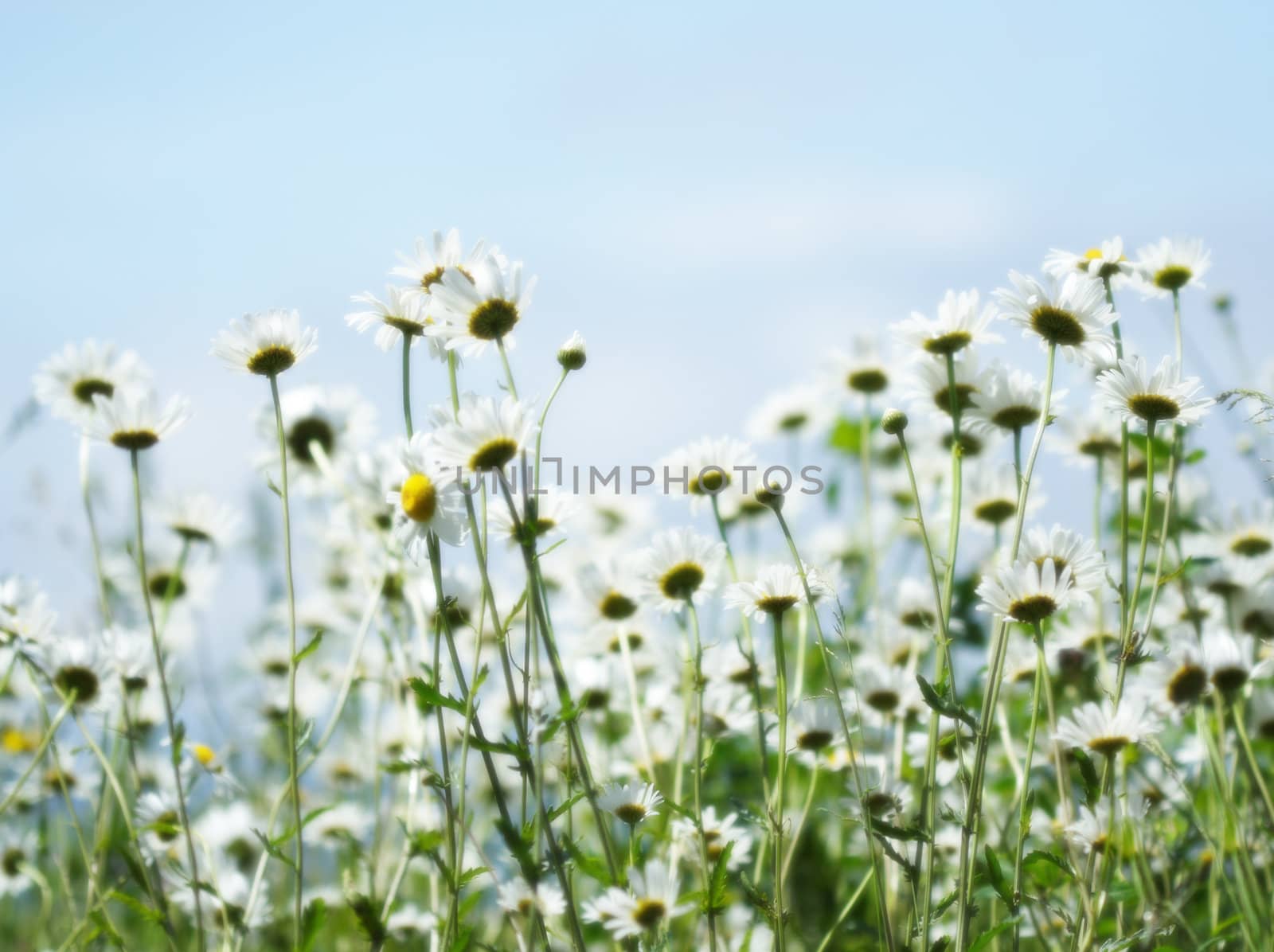field of daisies, blurred background