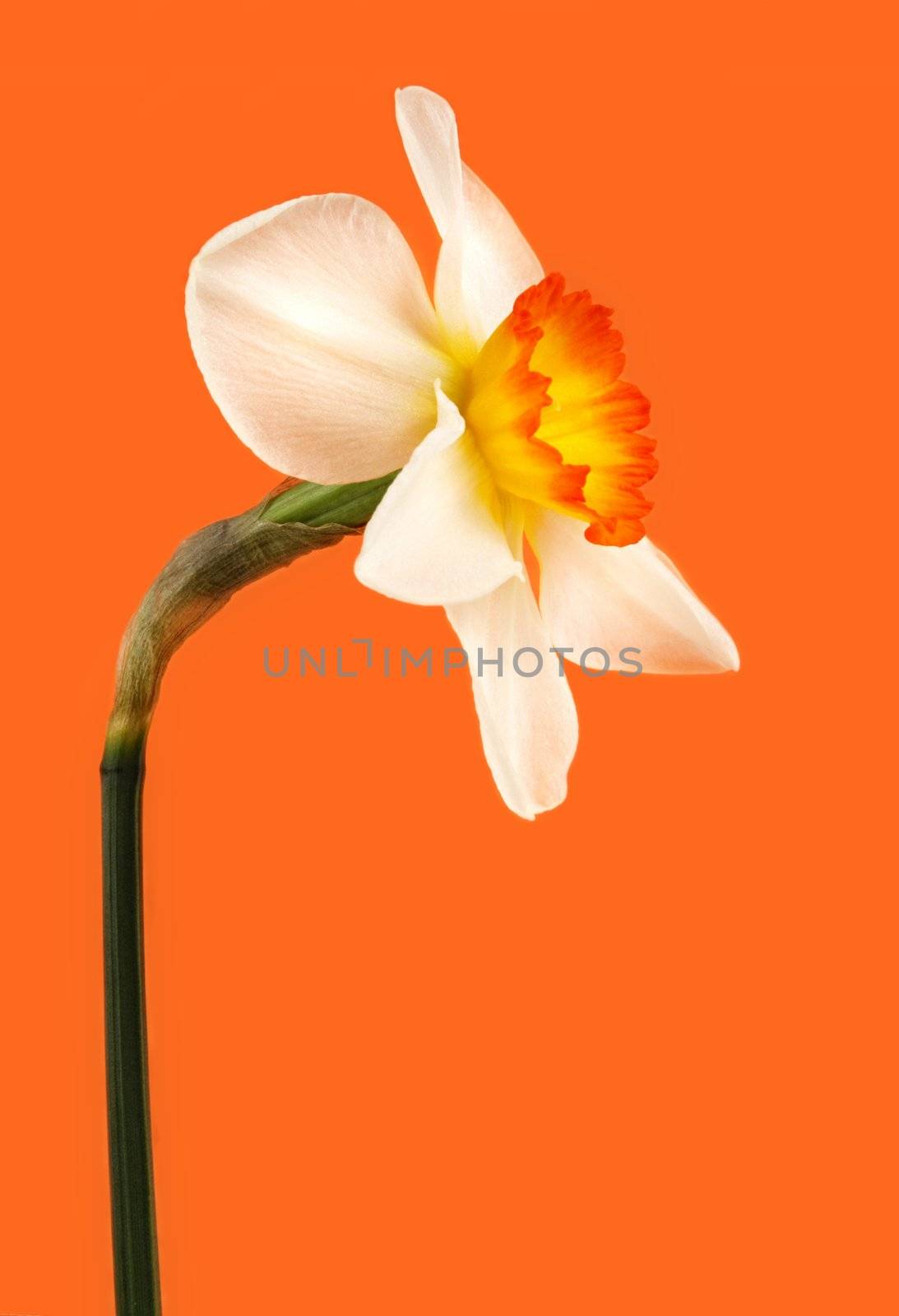 white and yellow Jonquil flower on orange background