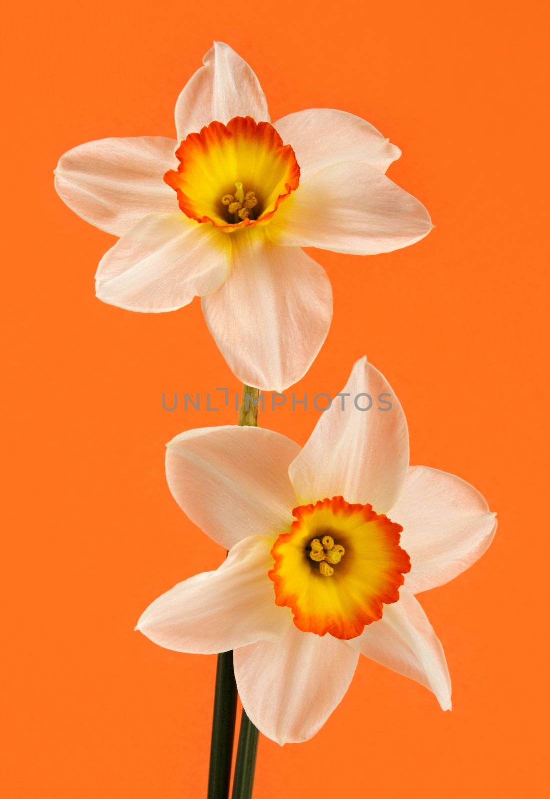 white and yellow Jonquil flower on orange background
