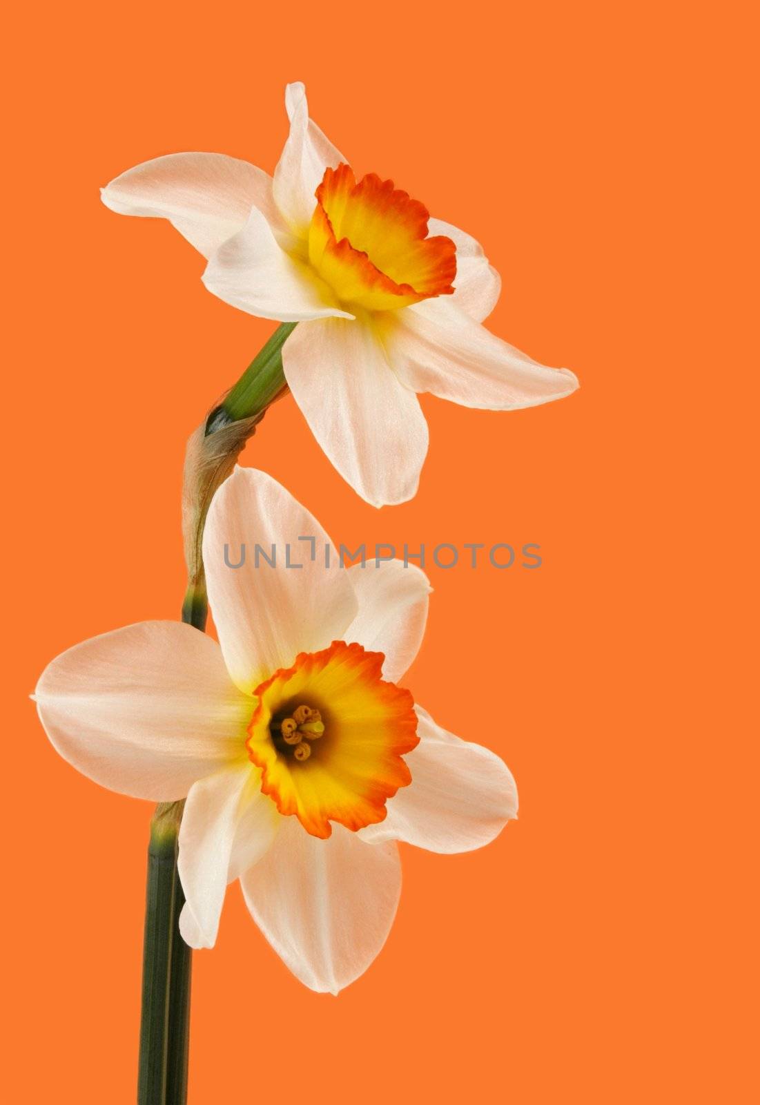 jonquil flower by lanalanglois