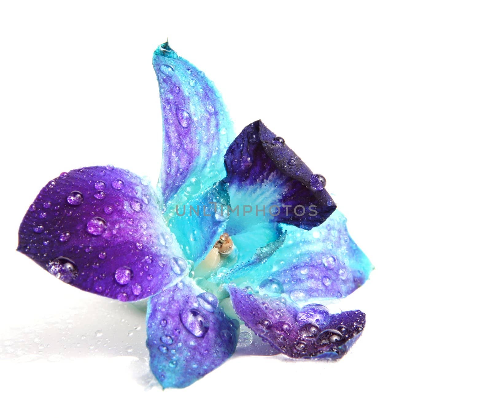purple and blue orchid flower with waterdrop, isolated on white