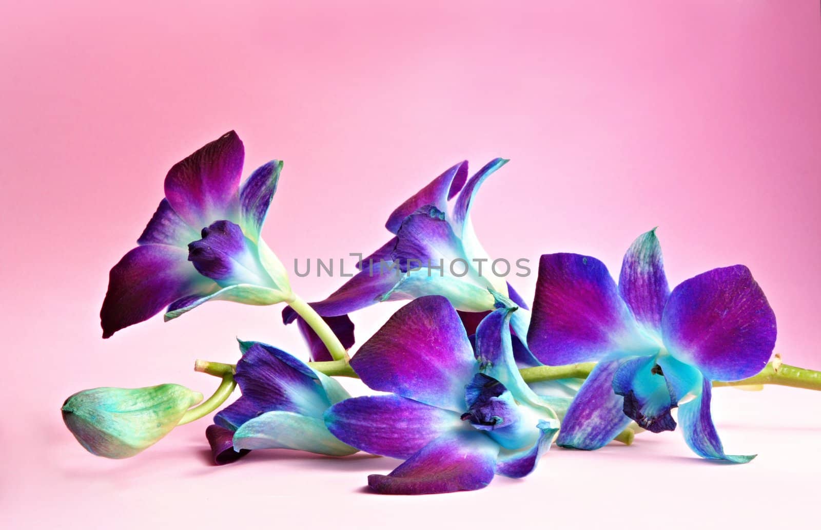 single orchid flower on pink background