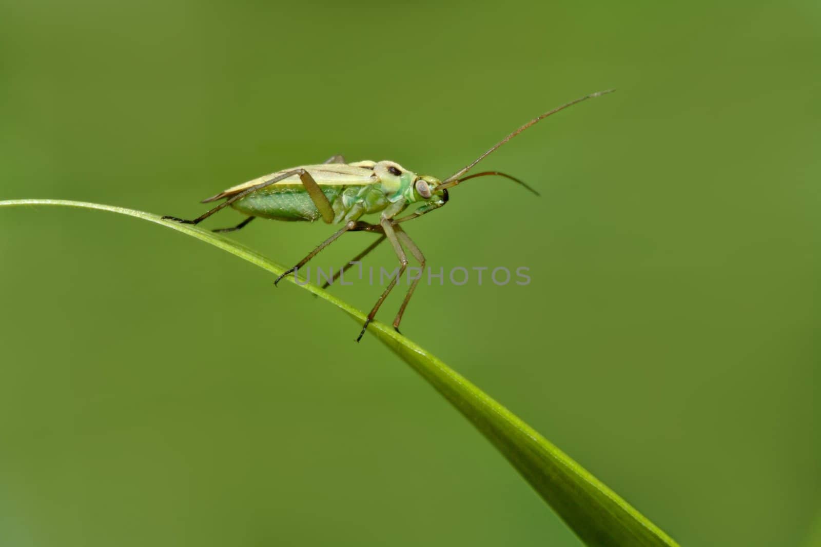 green insect on grass leaf, green background 