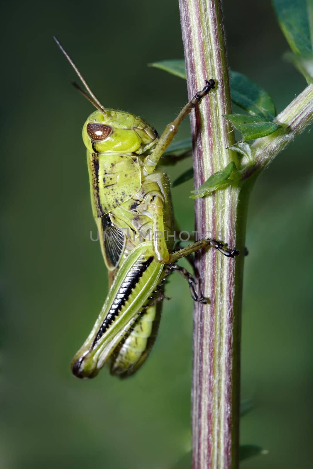 green grasshopper with natural green background