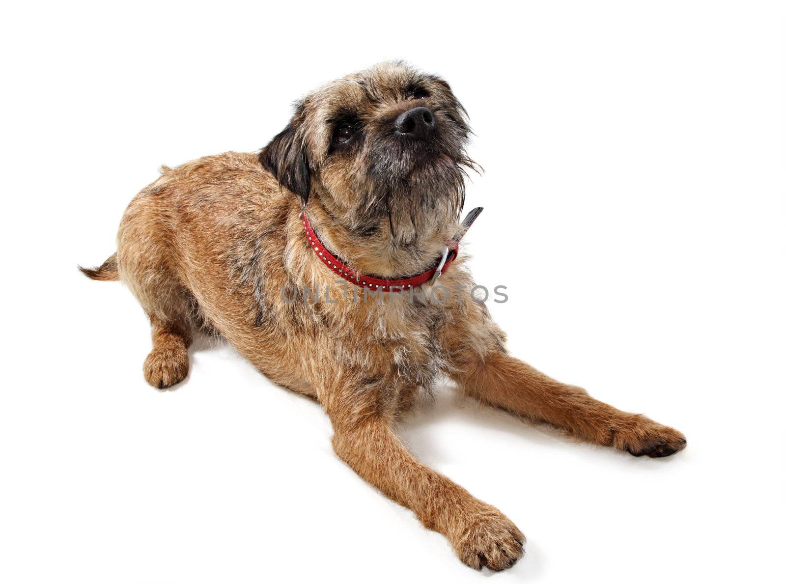 Border Terrier dog by lanalanglois