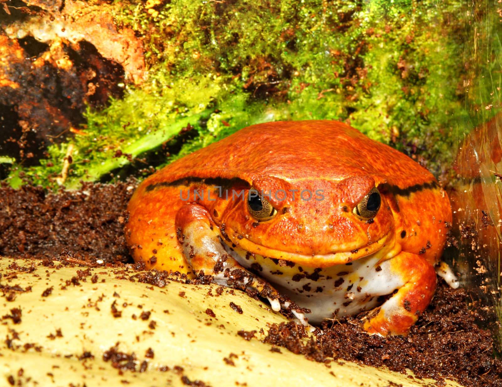Tomato frog (Dyscophus Antongilii) in its terrarium