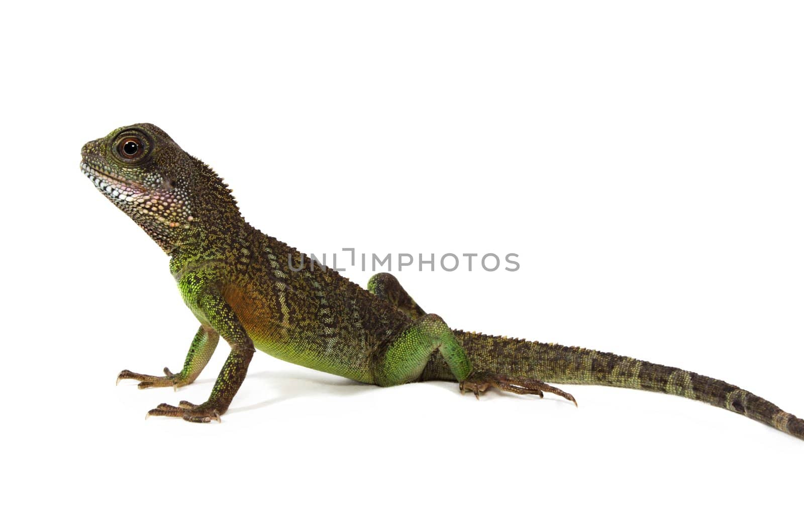 Water dragon lizard  by lanalanglois