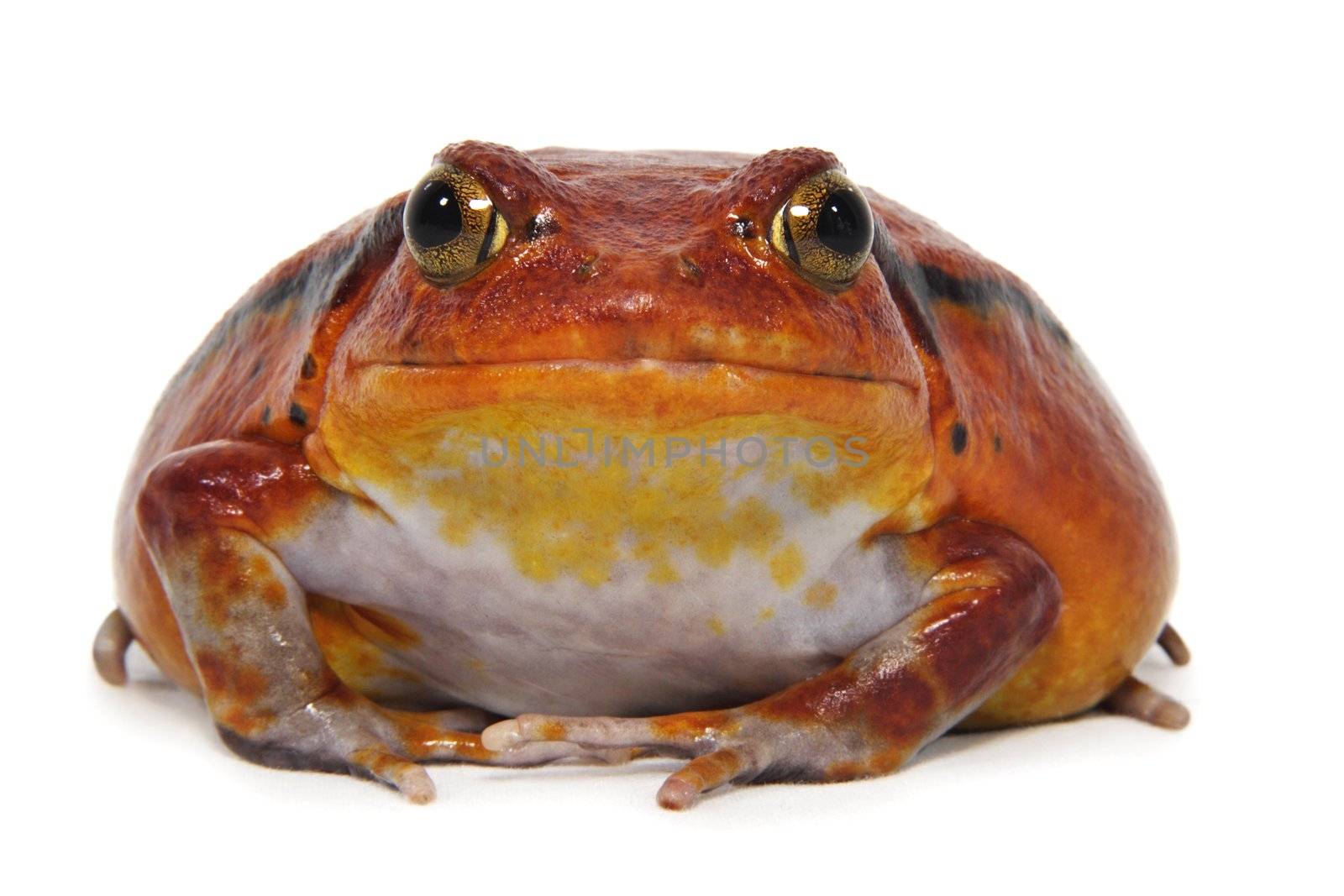 Tomato frog (Dyscophus Antongilii) isolated on white