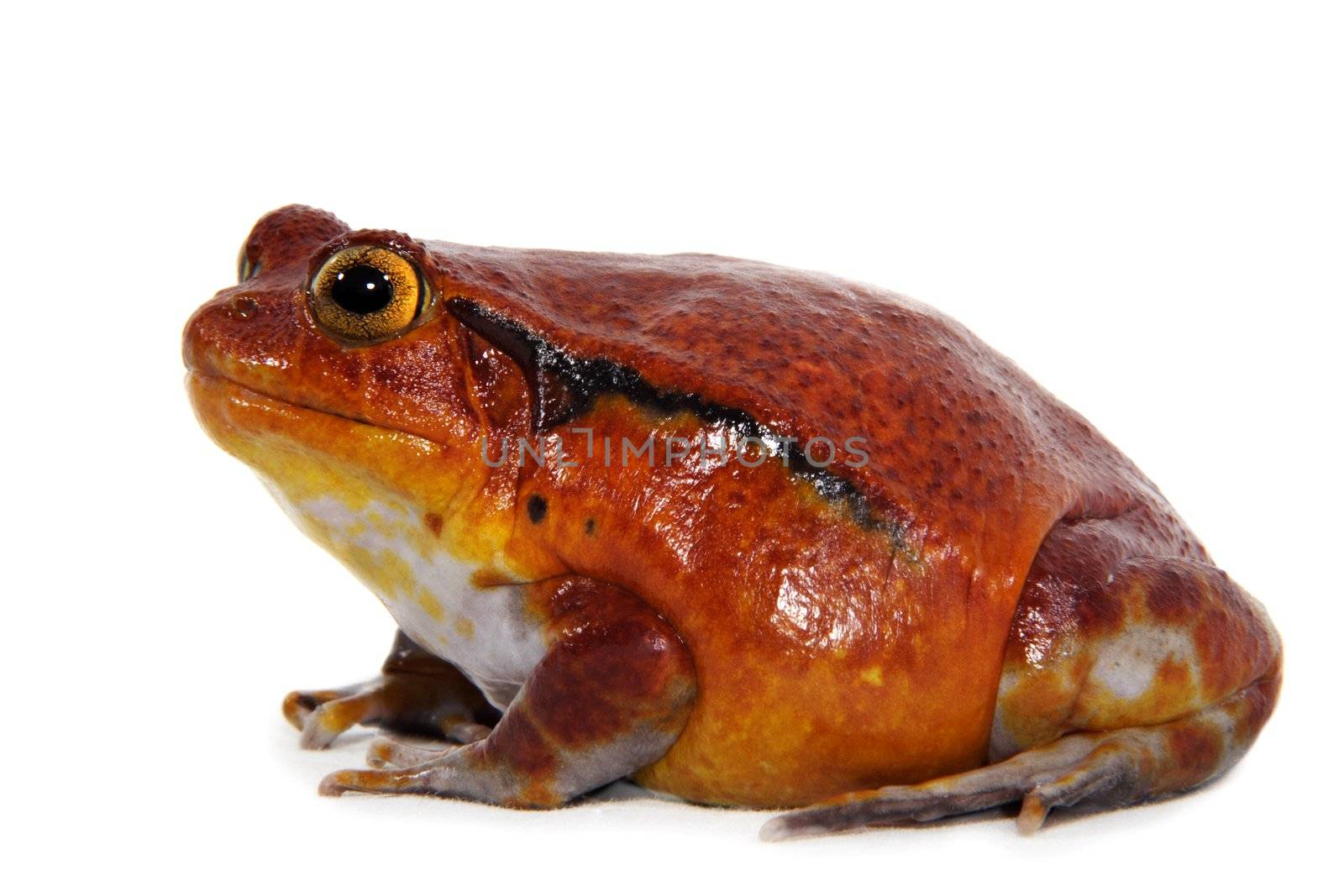 Tomato frog (Dyscophus Antongilii) by lanalanglois
