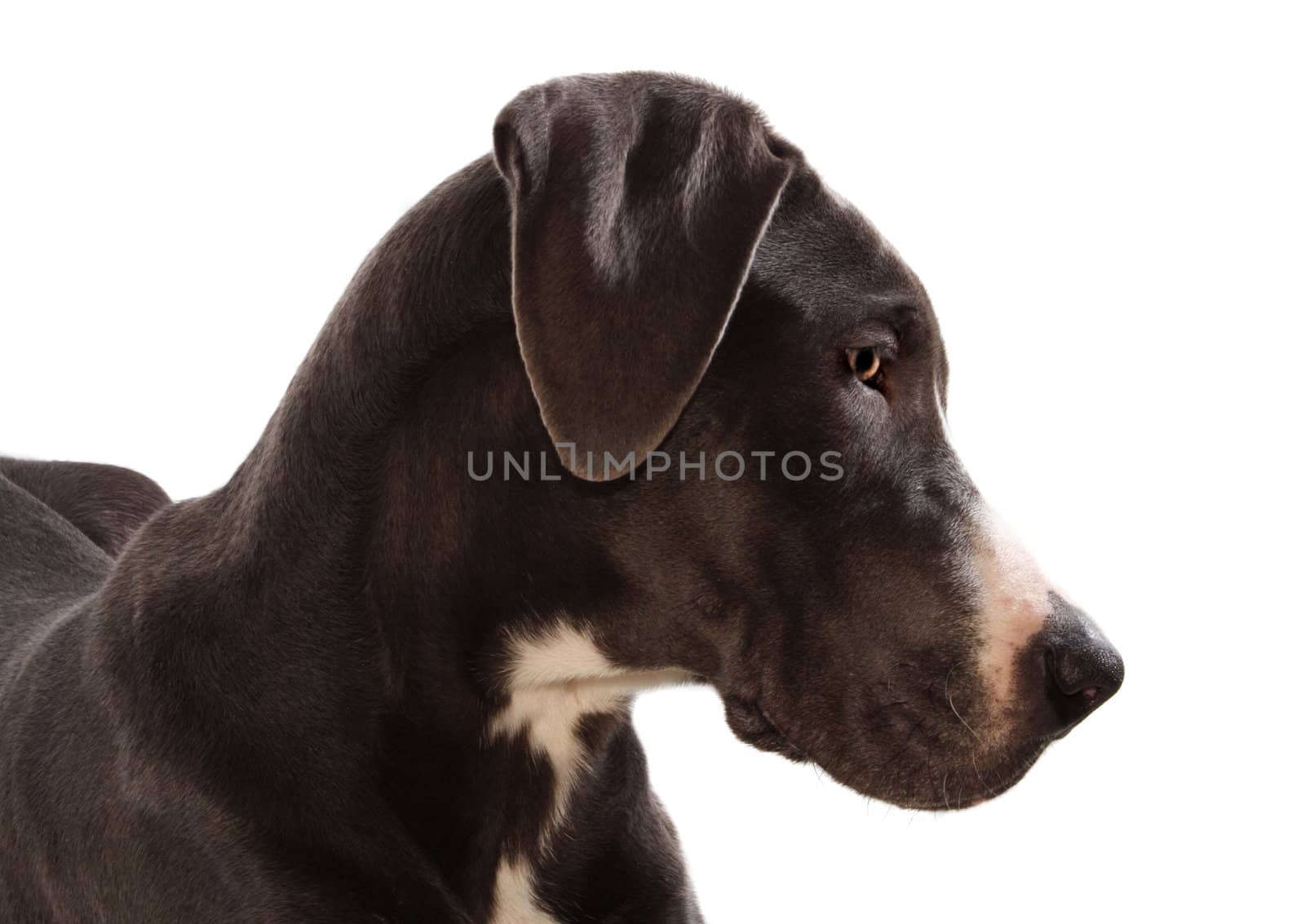 headshot of Blue Geat Danes dog isolated on white