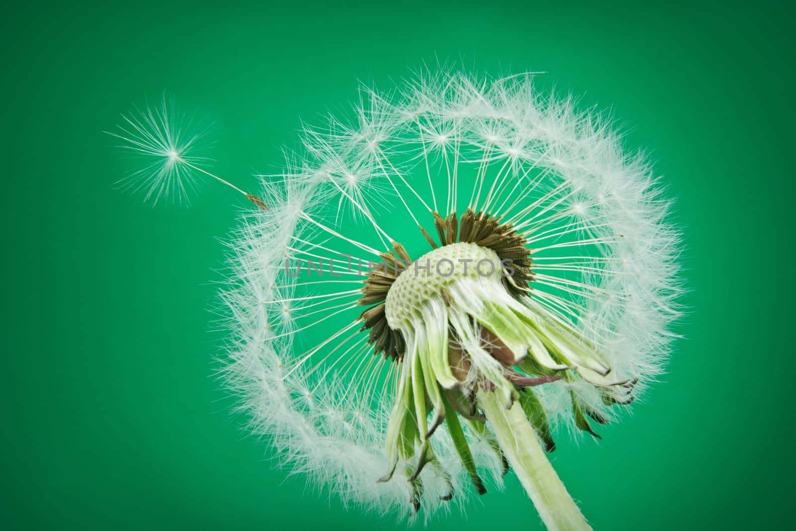 mature dandelion on green background