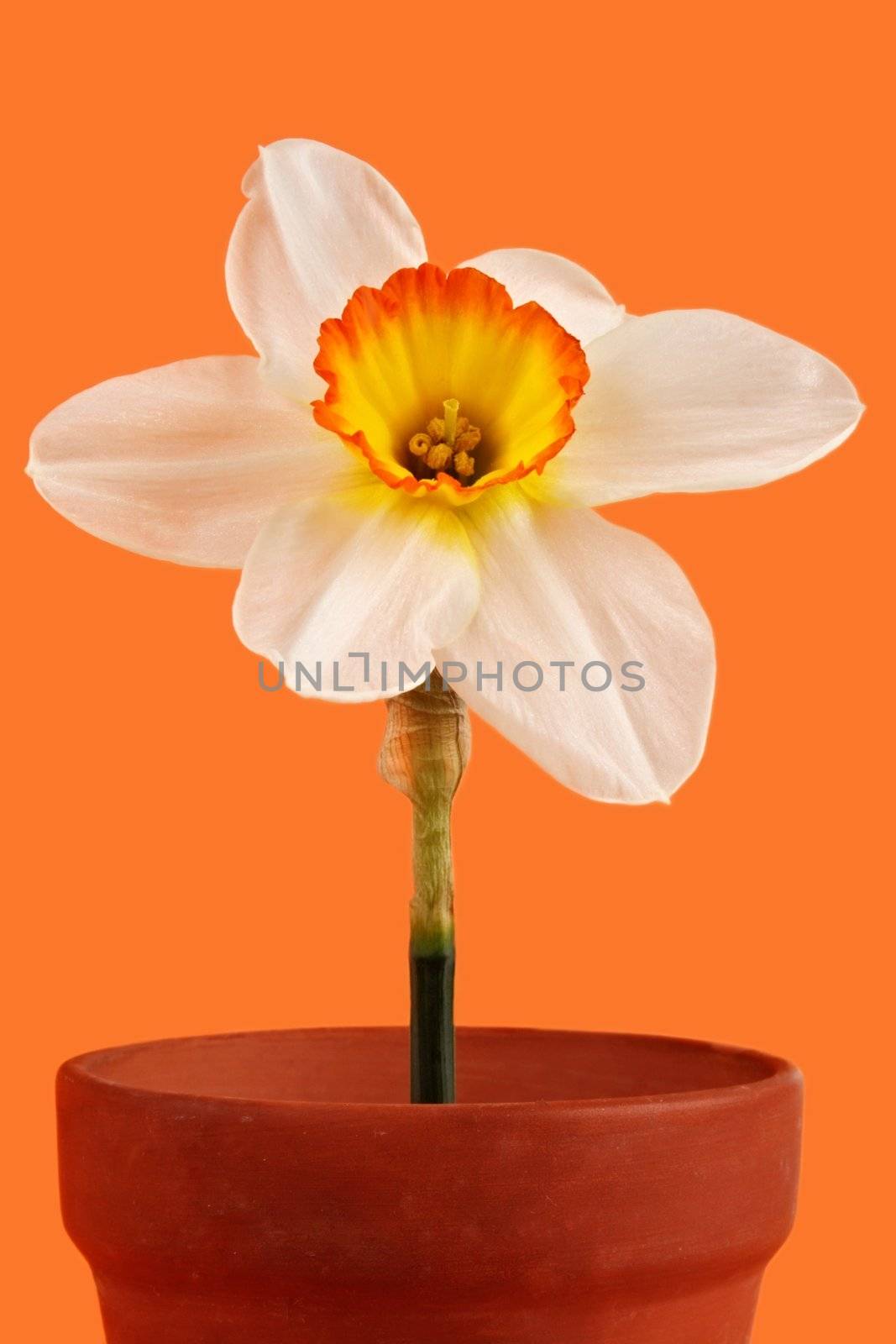 Jonquil on flowerpot, orange background