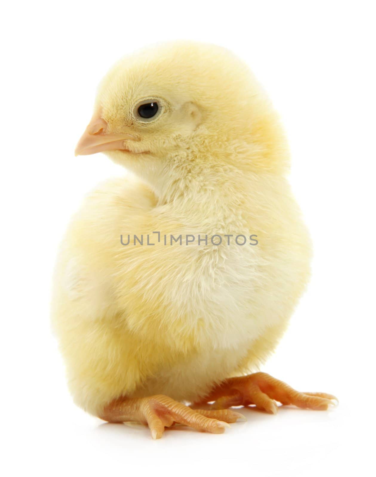 little yellow chick isolated on white