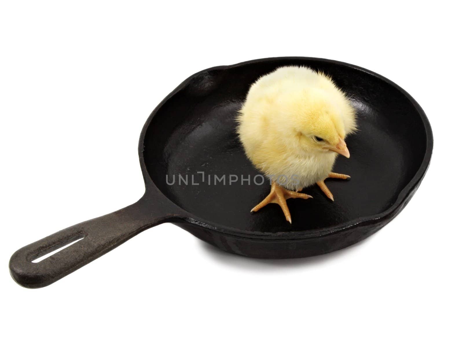 chick on a cast iron pan by lanalanglois