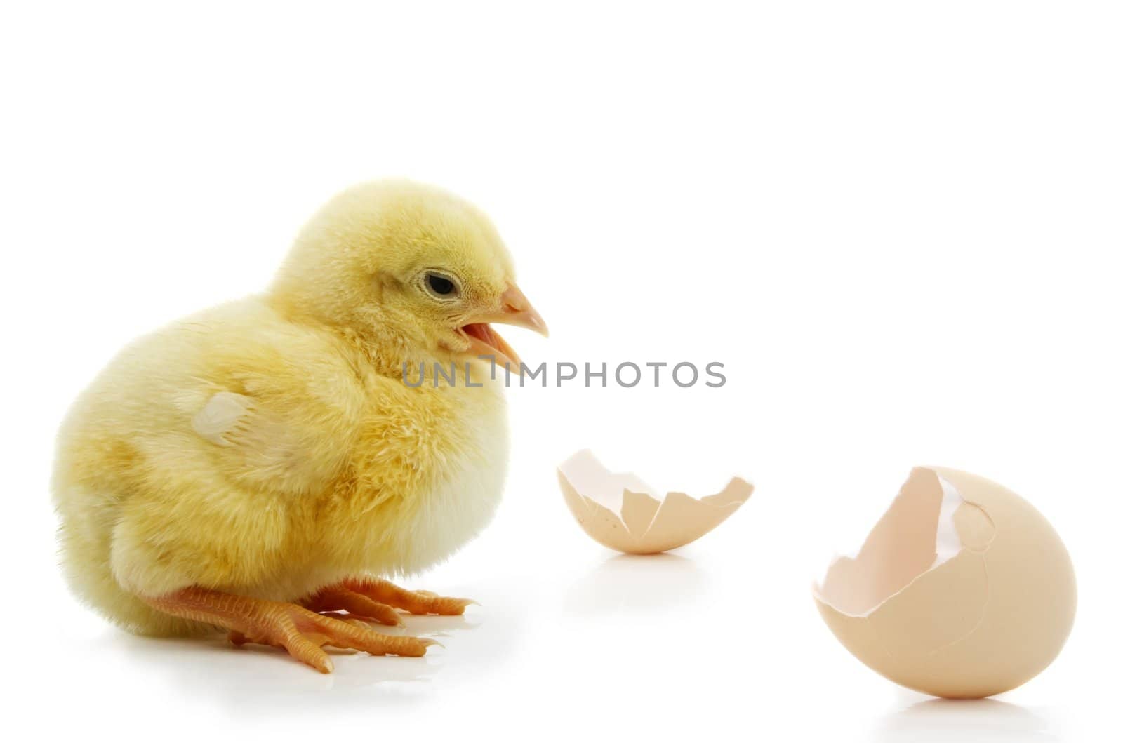 little yellow chick and egg shell isolated on white