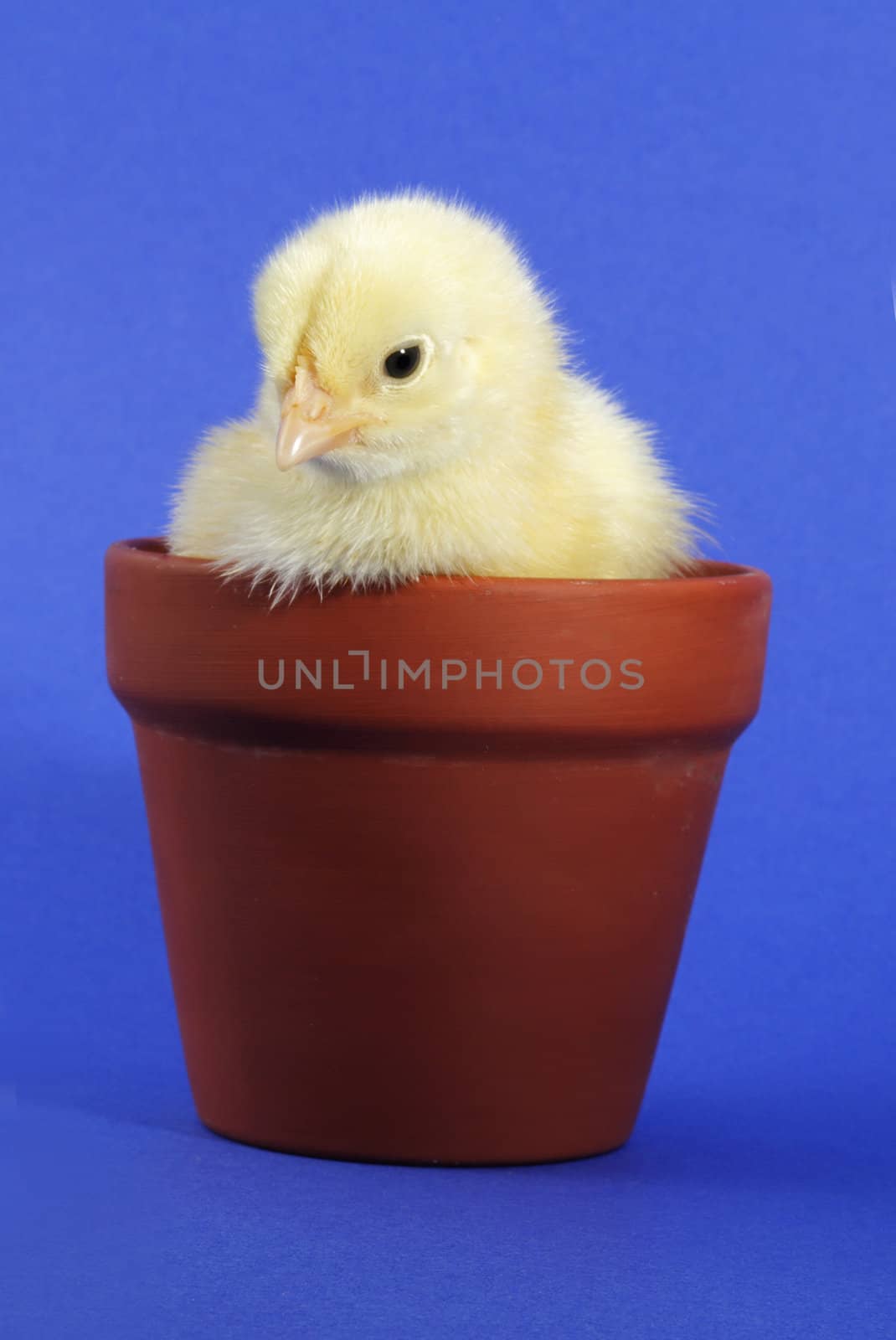 little yellow chick in a flowerpot, blue background