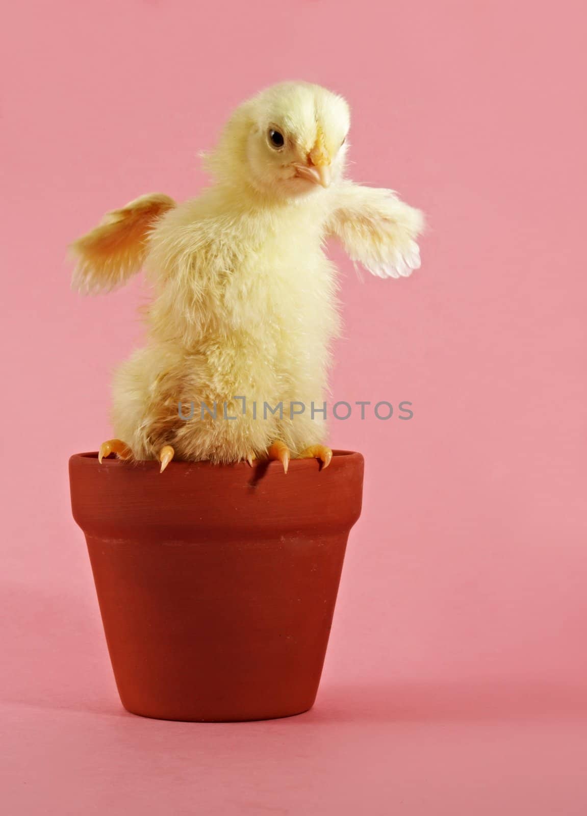 little yellow chick and flowerpot with pink background