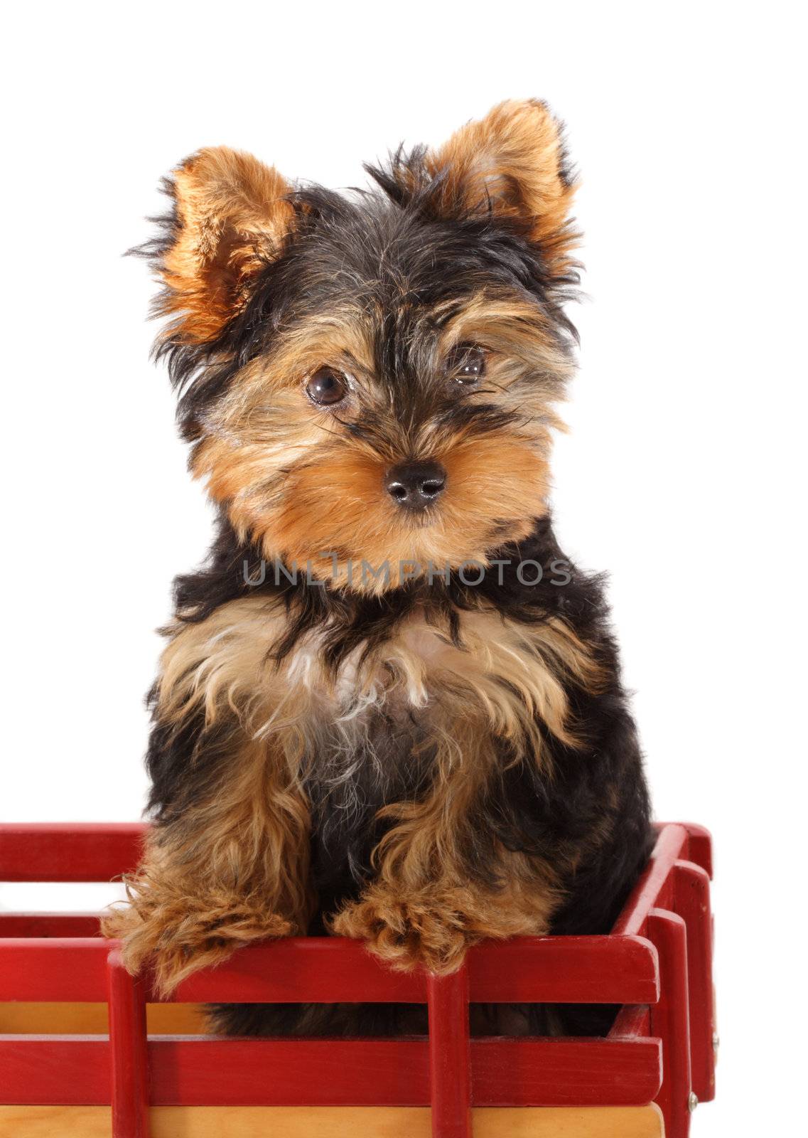 young pure breed Yorkshire puppy, isolated on white