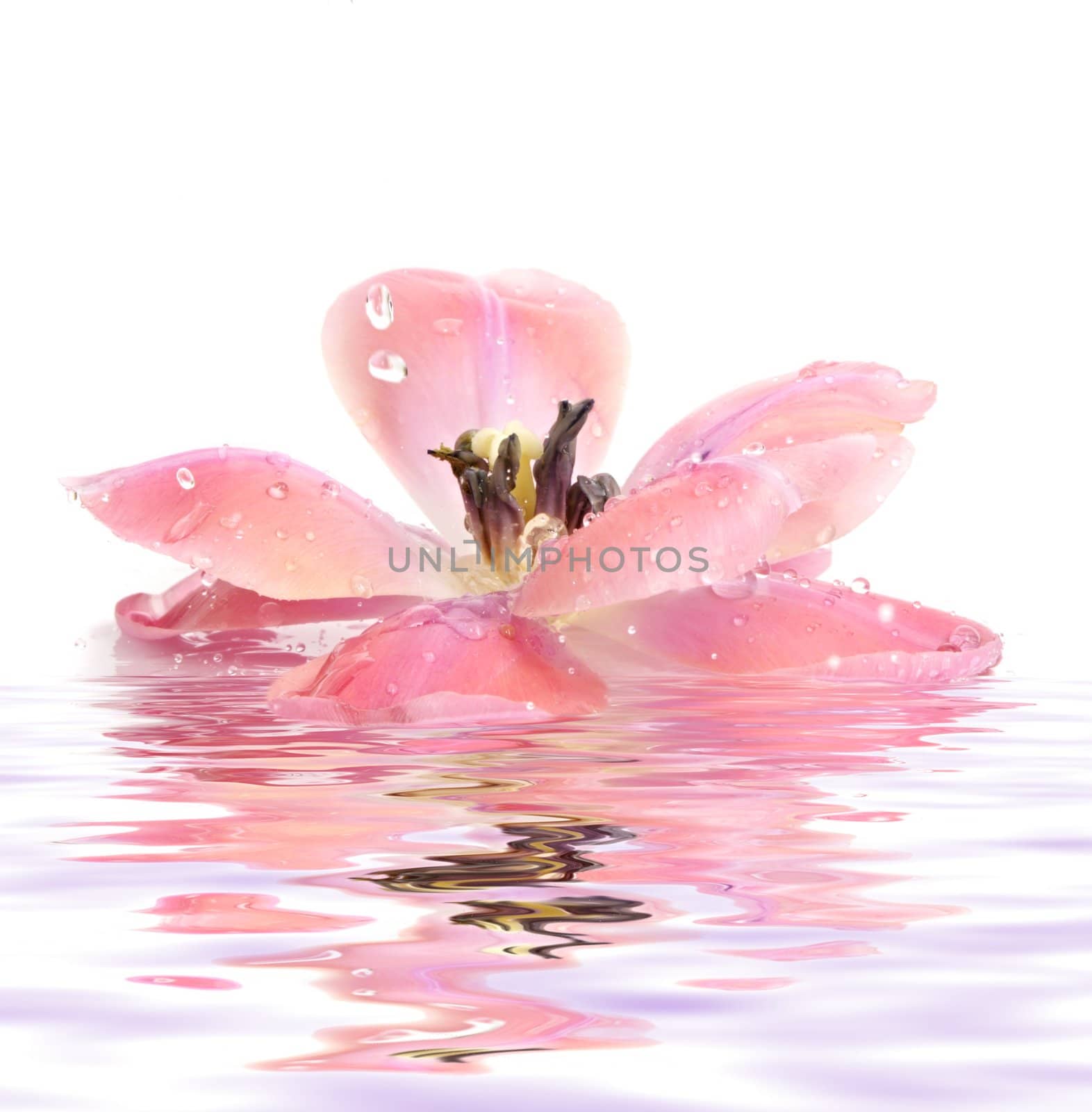 tulip with petals reversed, with water