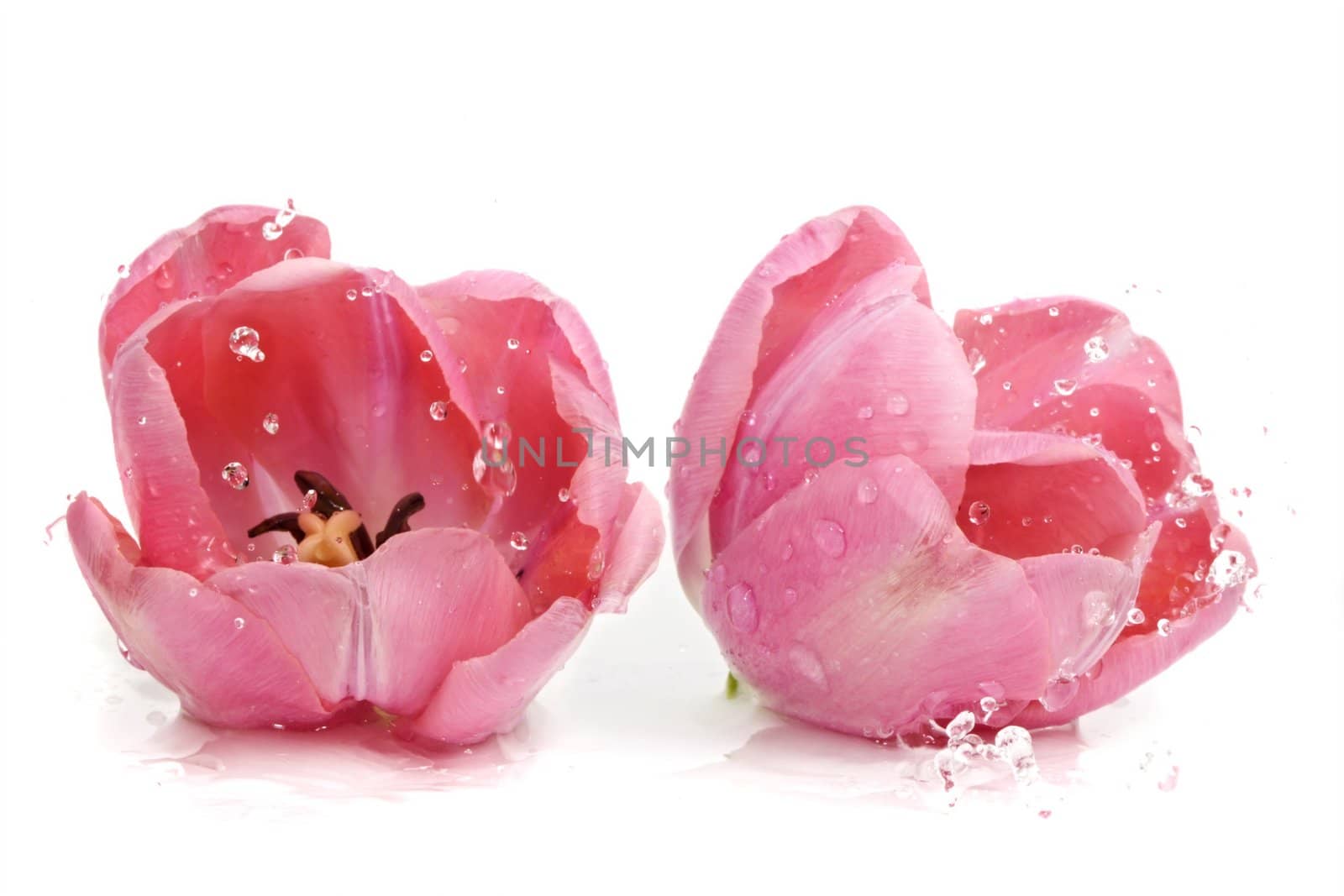 pink tulip flower with waterdrops