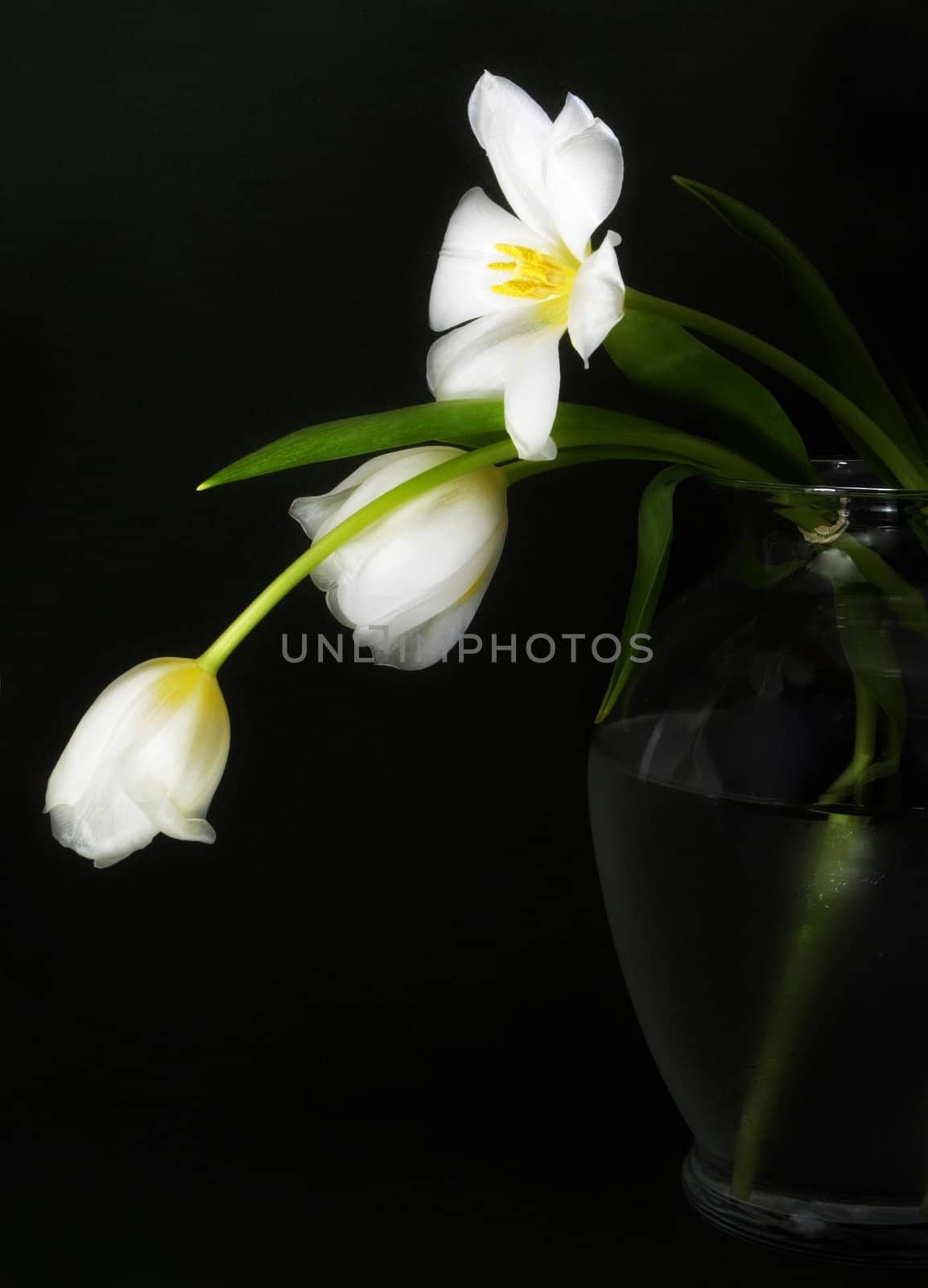 Three white tulips on a transparent vase, black background