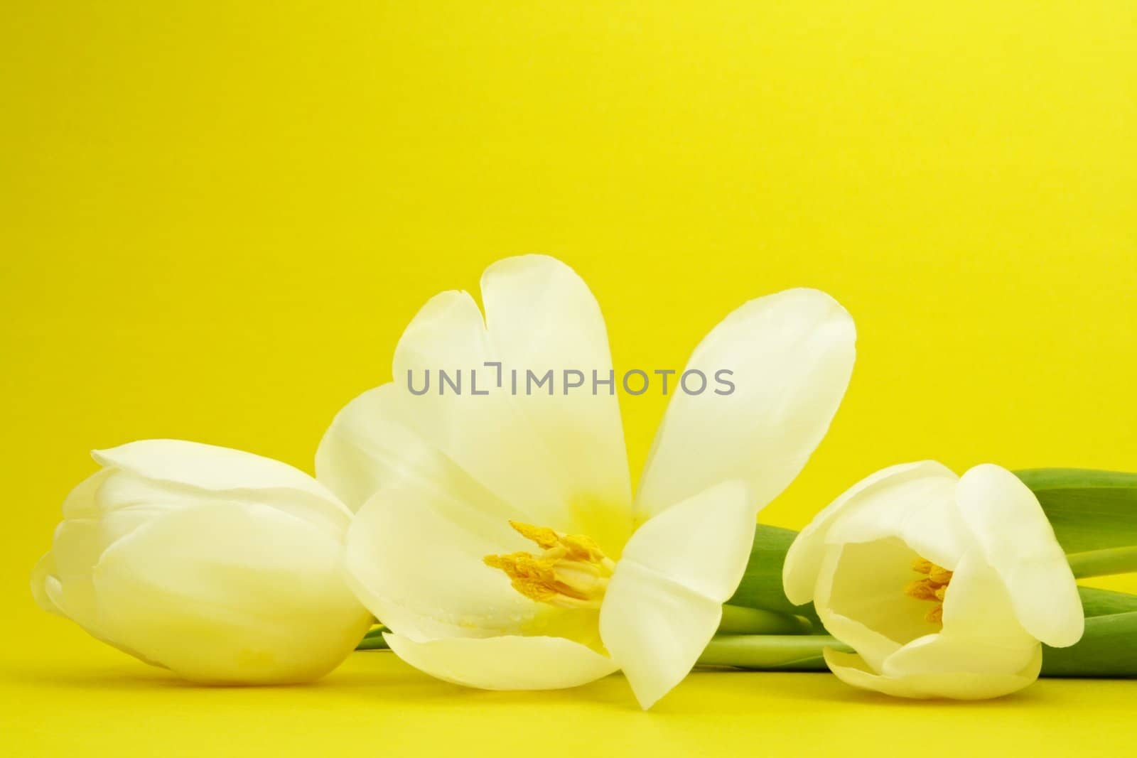 white spring tulip on yellow background