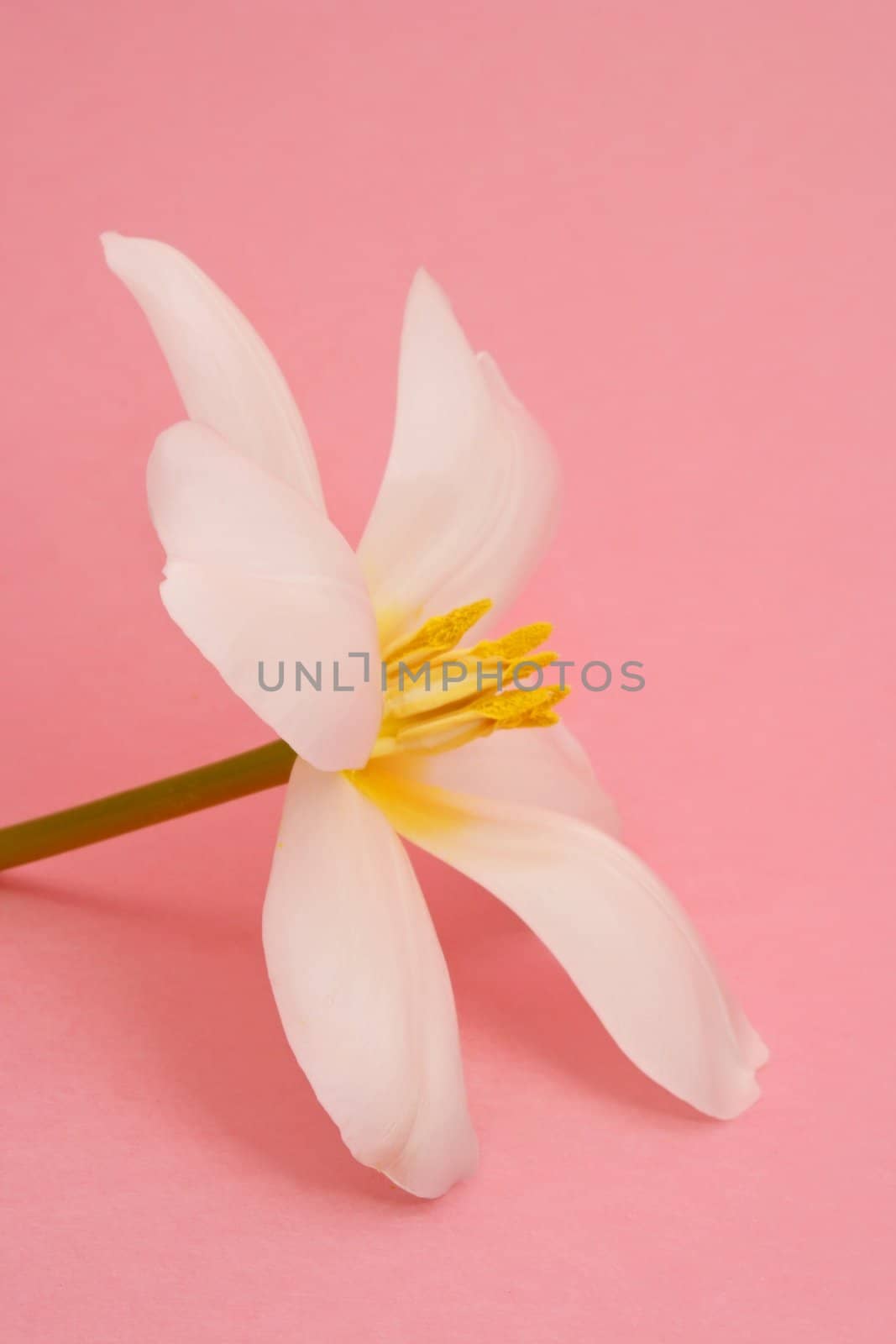 white spring tulip on pink background