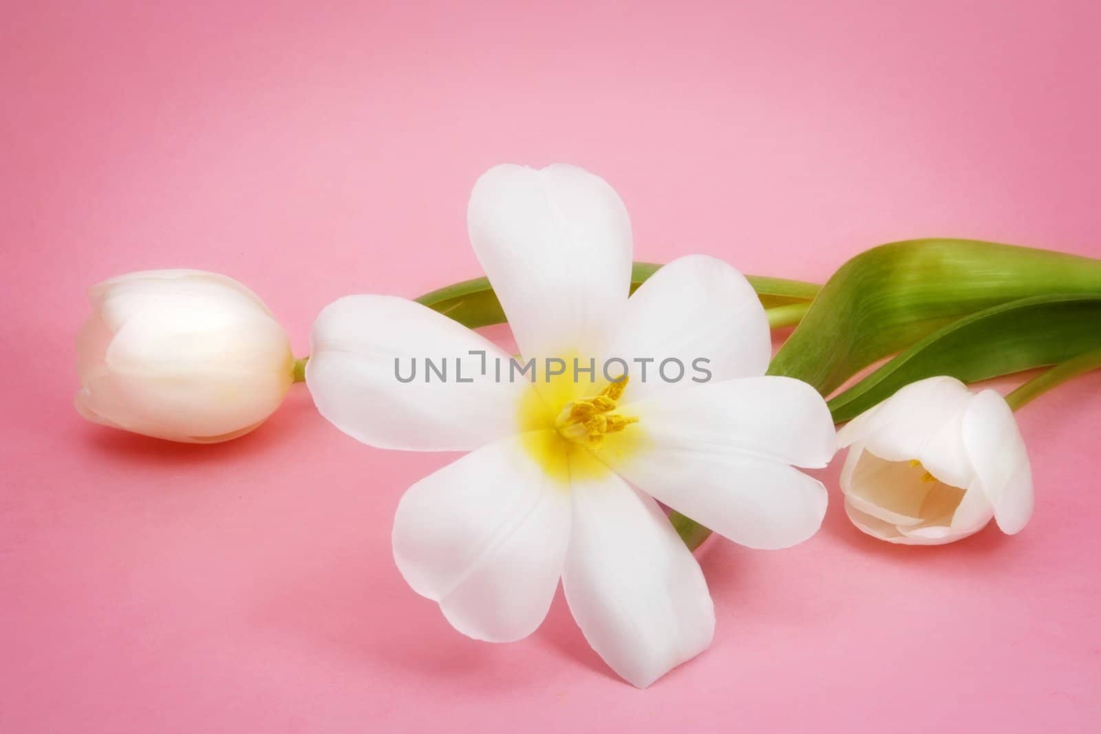 white spring tulip on pink background