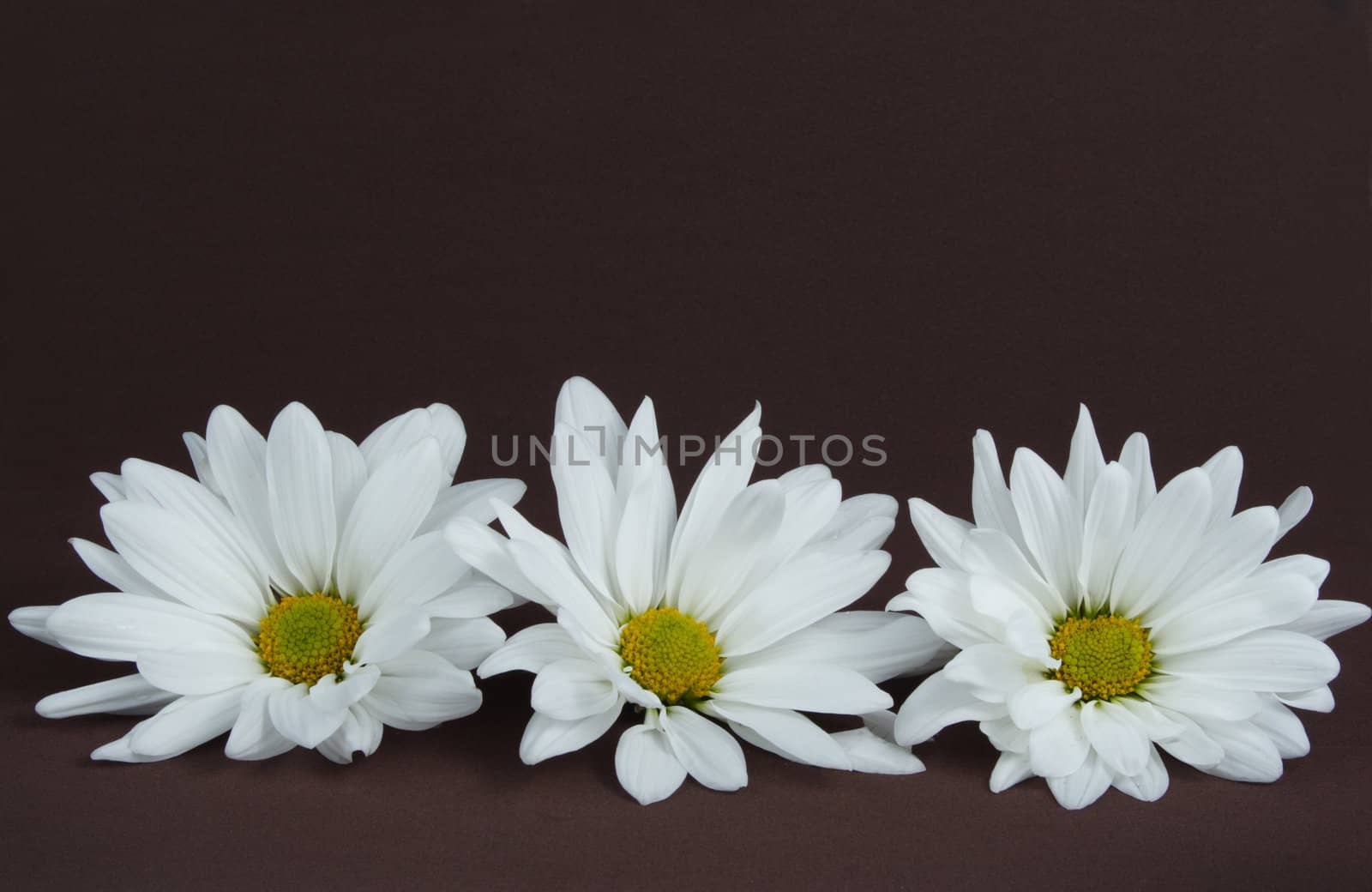 three daisies on brown background