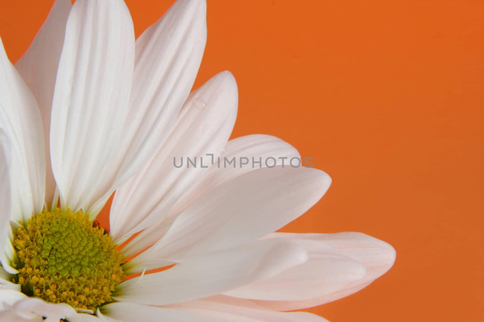 closeup on white daisy, orange background