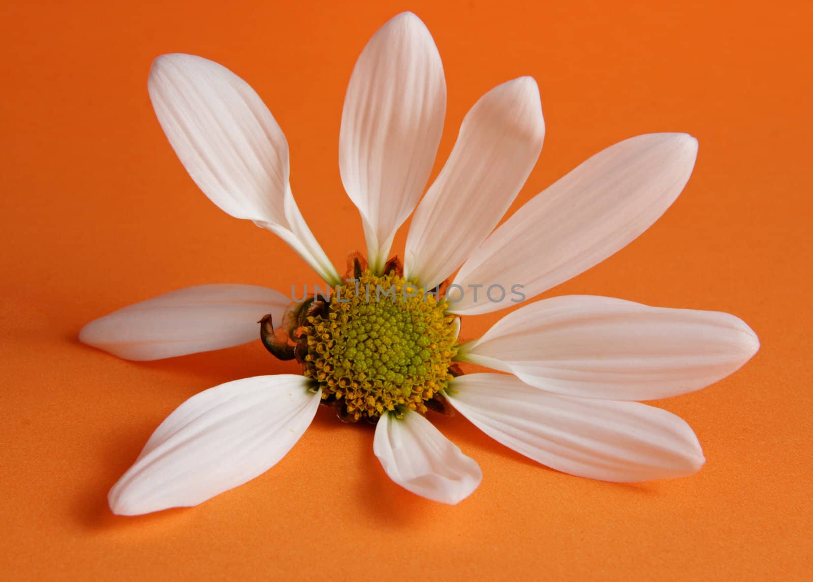 closeup on white daisy with petals missing