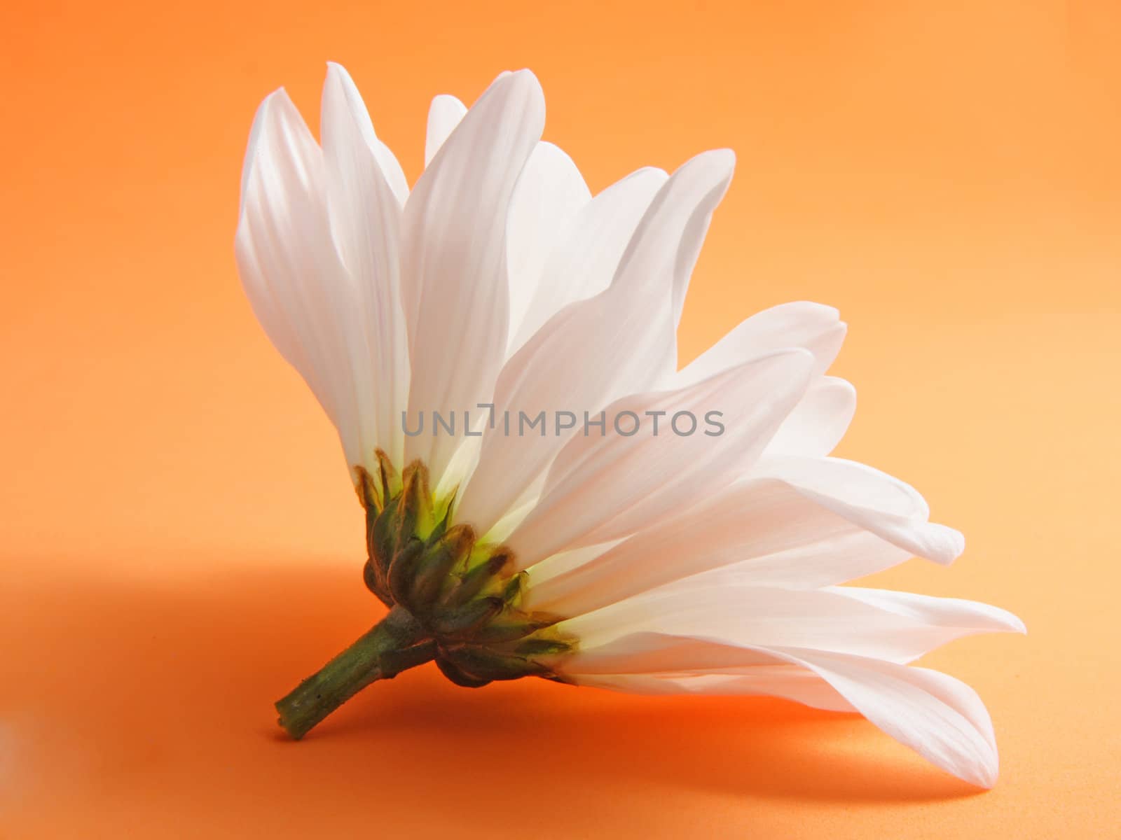 white daisy by lanalanglois