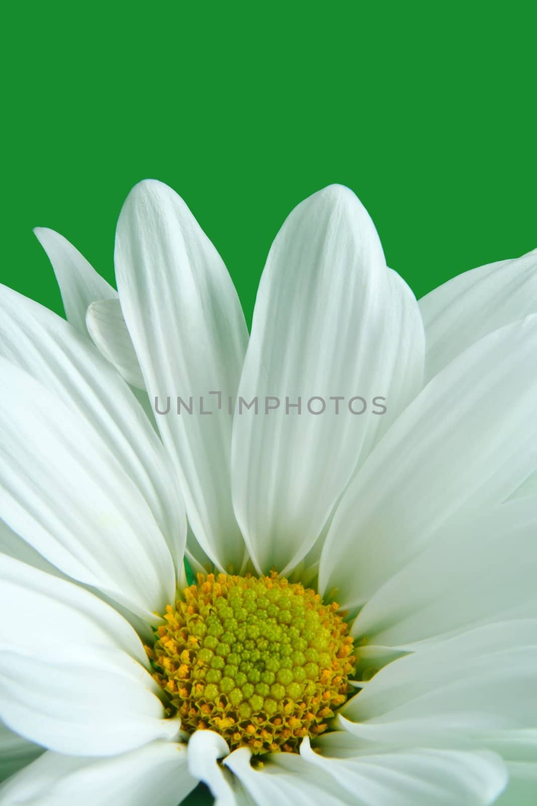 daisy with waterdrops, on green background