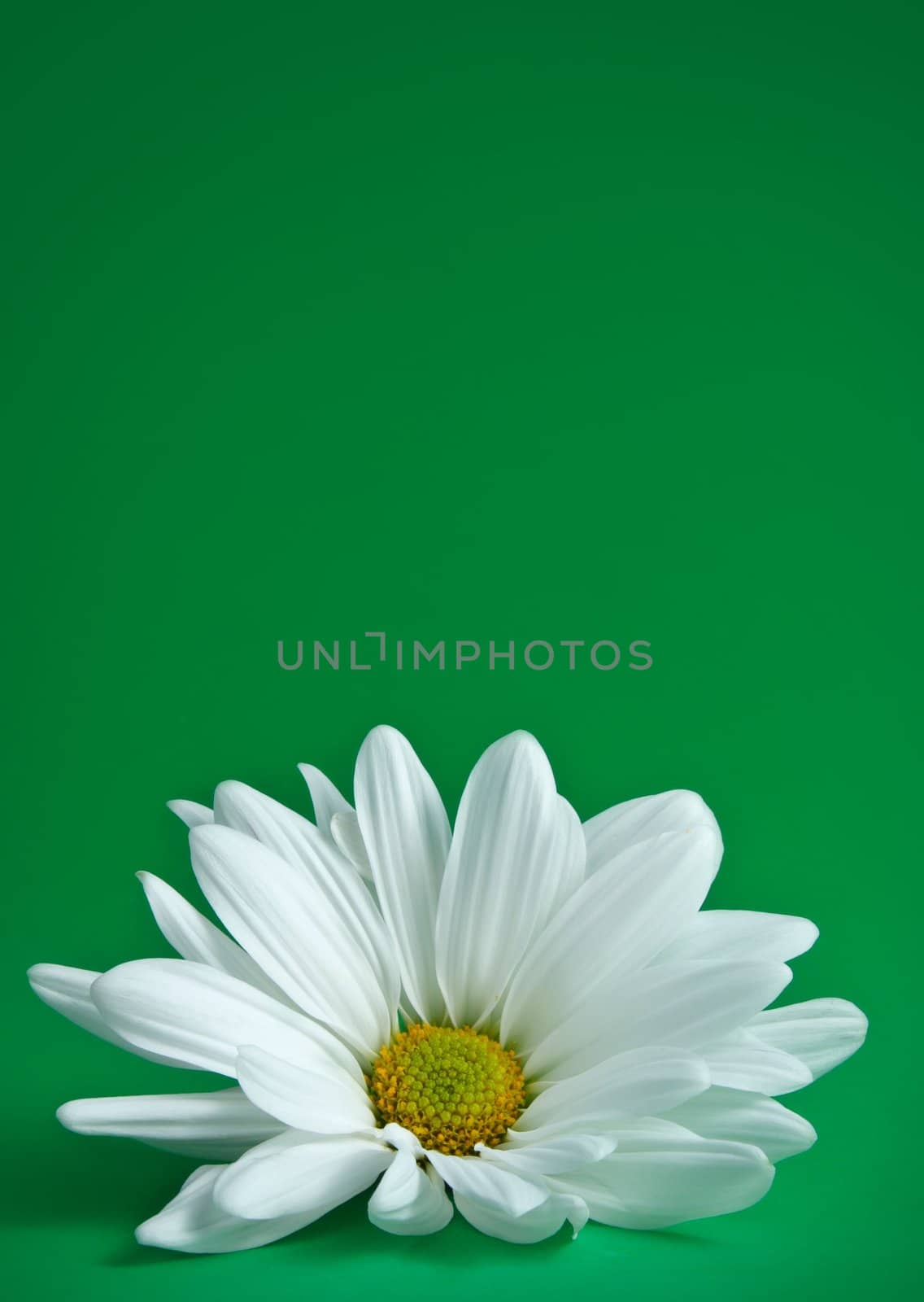 single fresh white daisy over green background