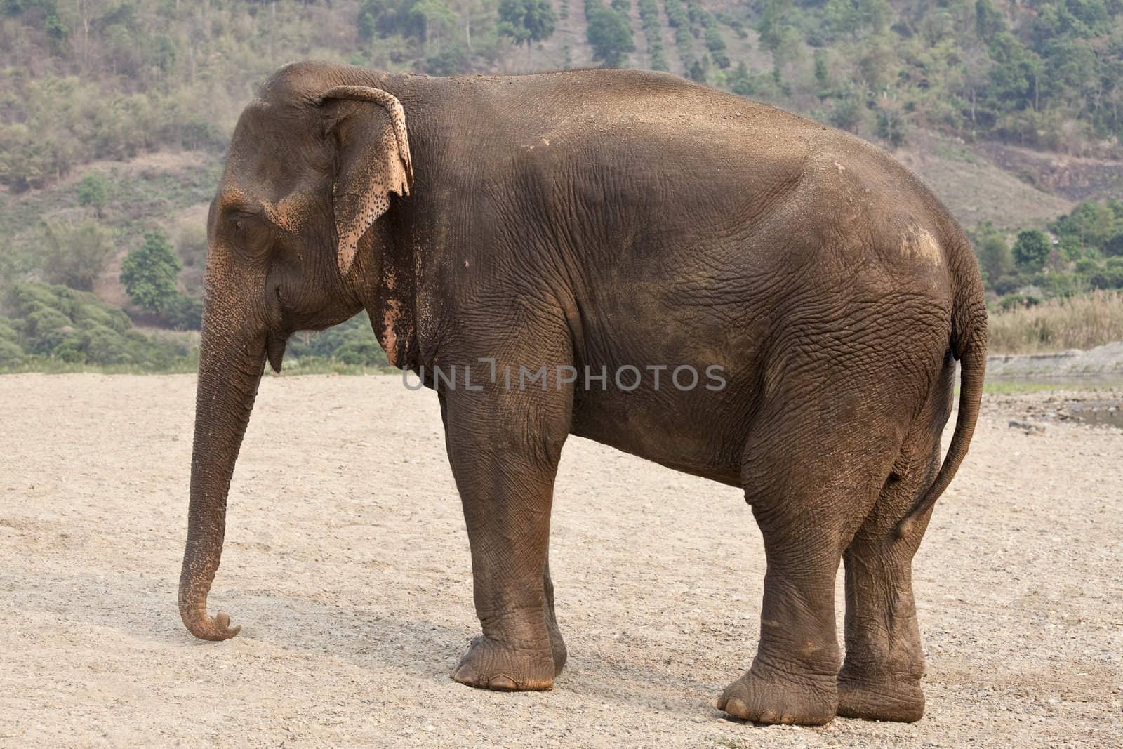 Profile adult elephant. by stephane106
